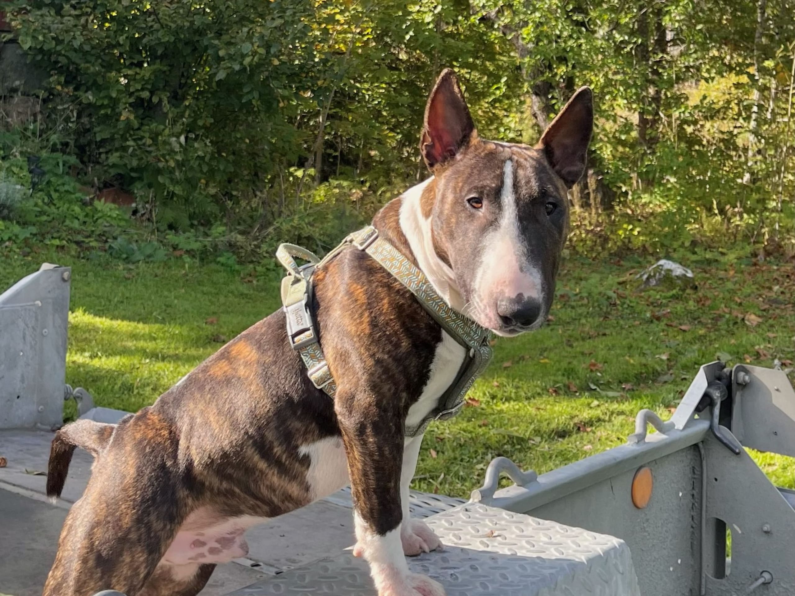 Miniatyrbullterrier