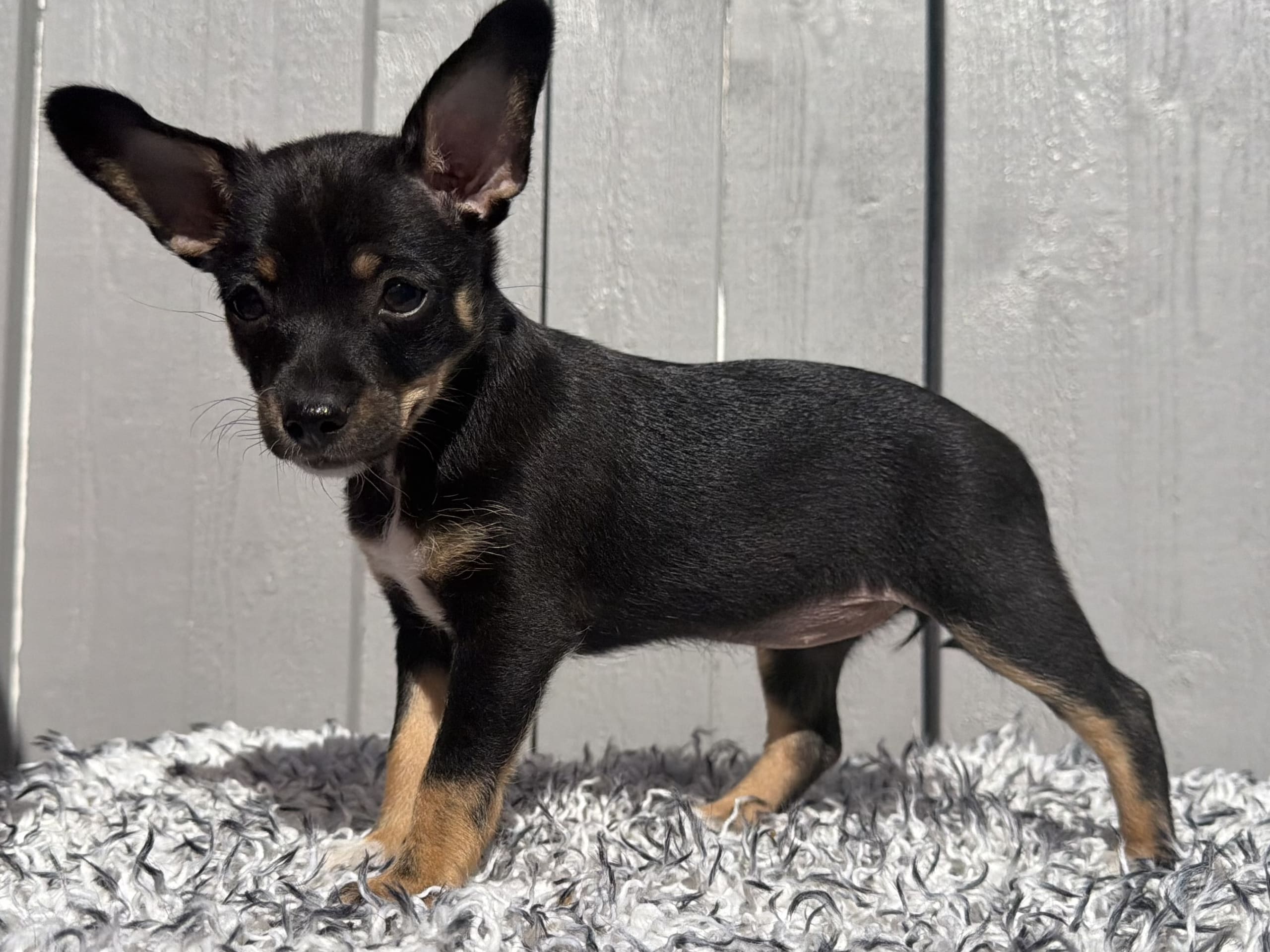 Xoloitzcuintle