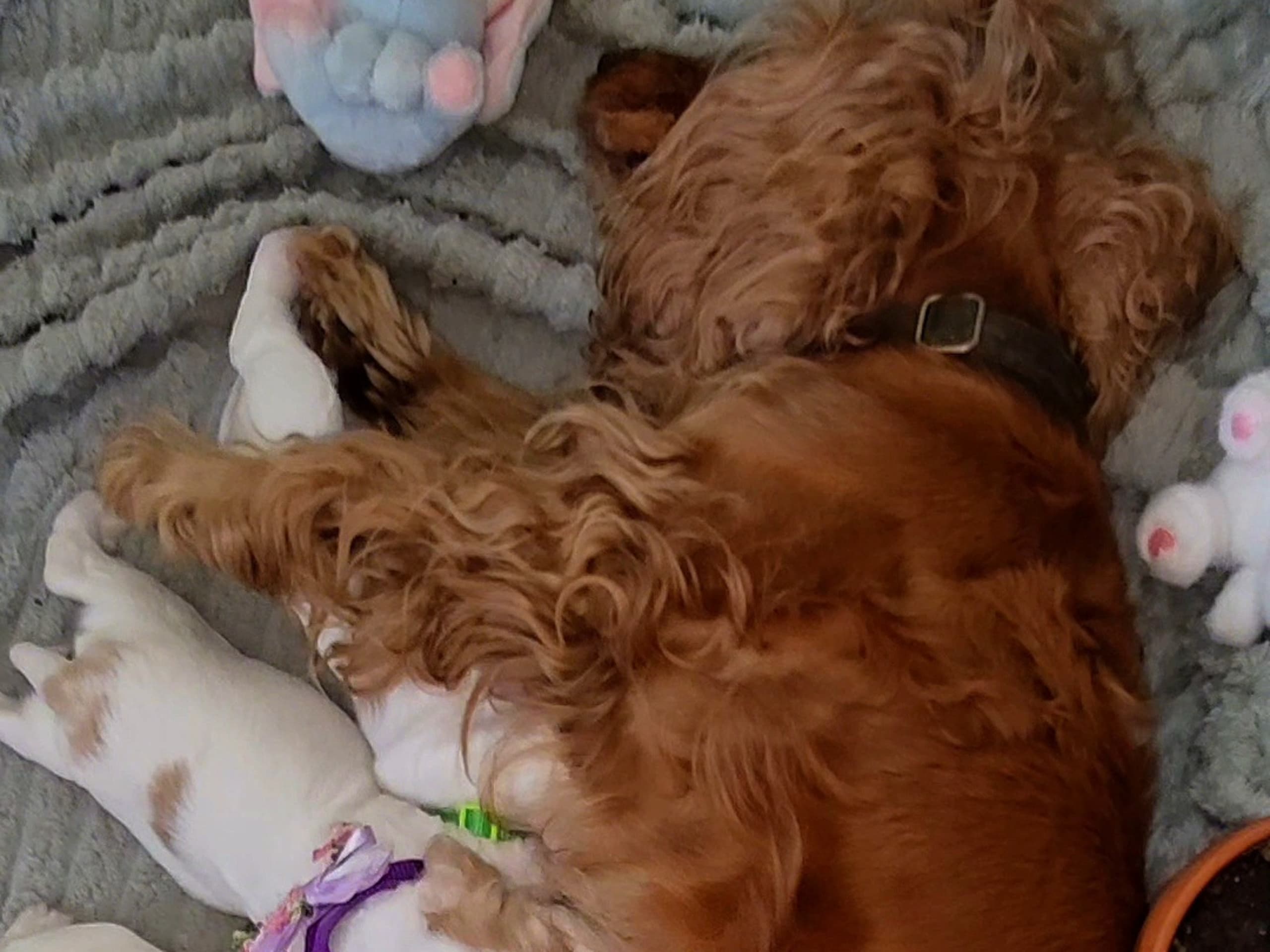 Cocker Spaniel