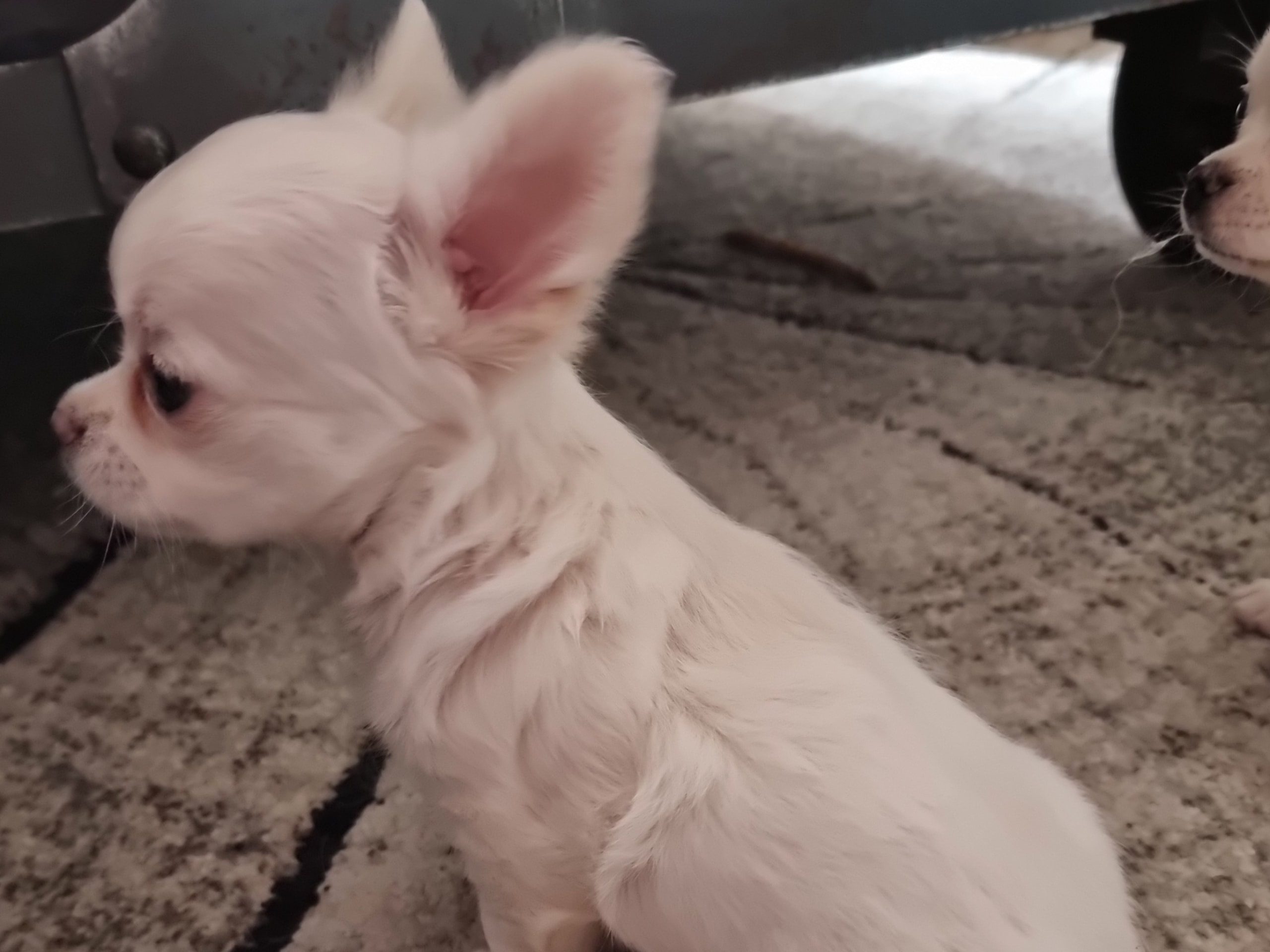 Chihuahua
