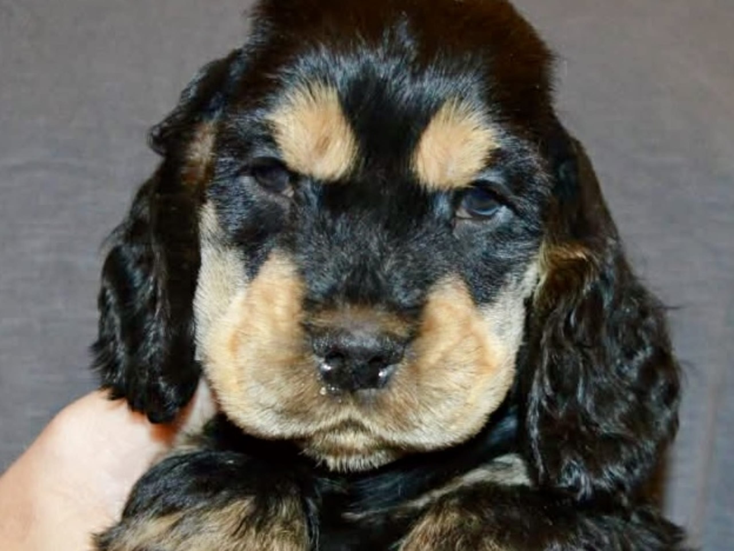 Cocker spaniel