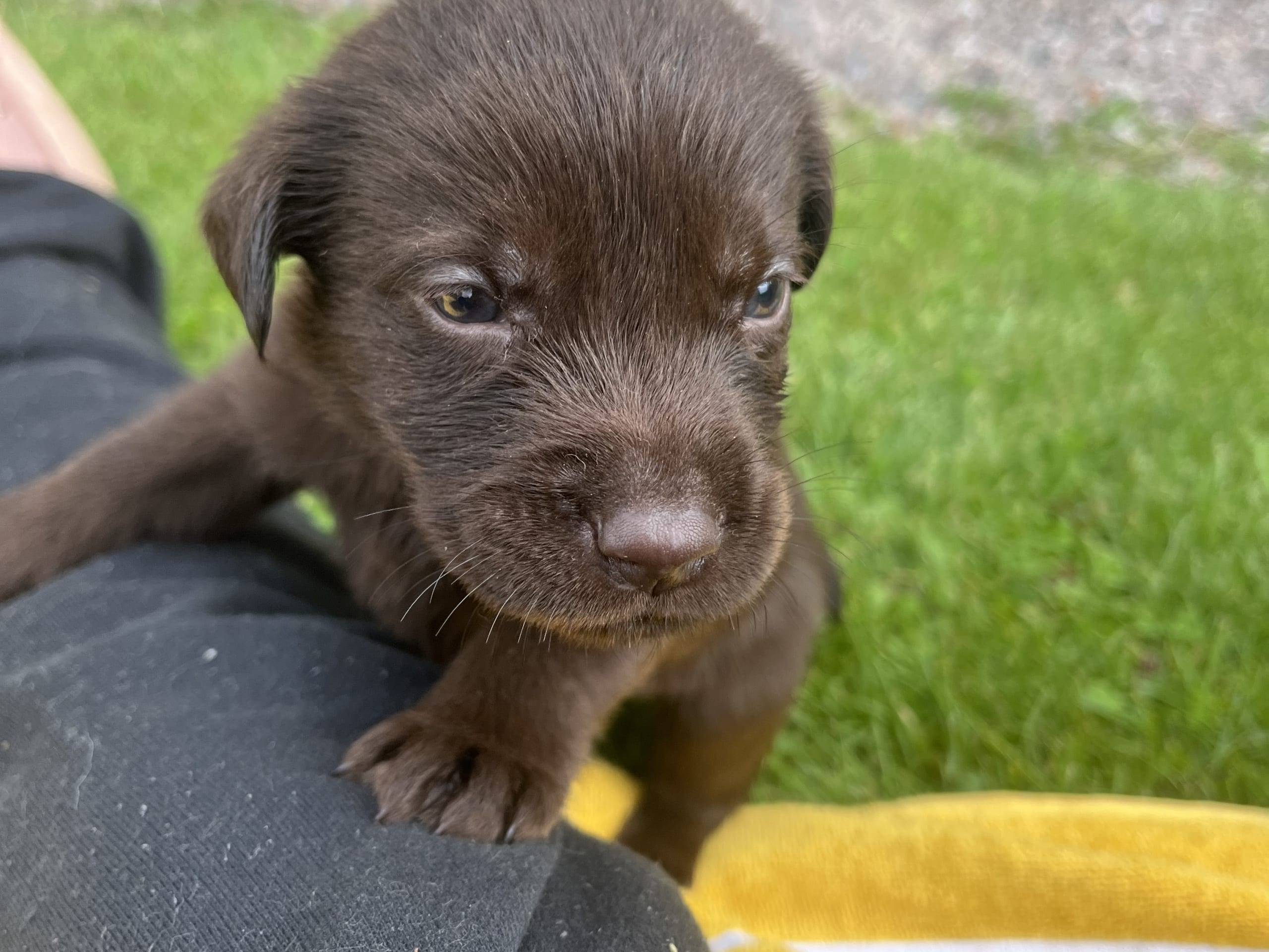Labrador retriever