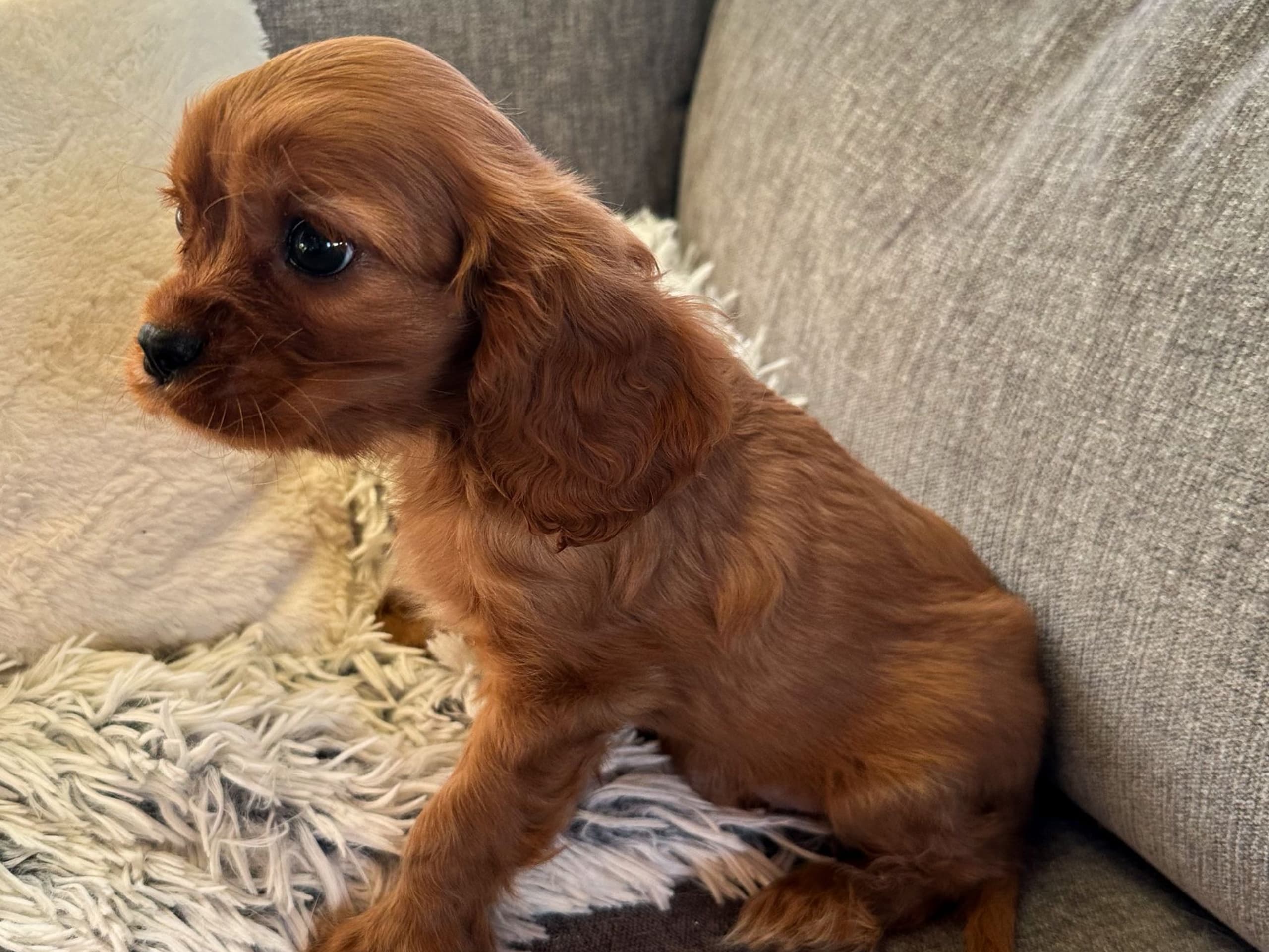 Cavalier king charles spaniel