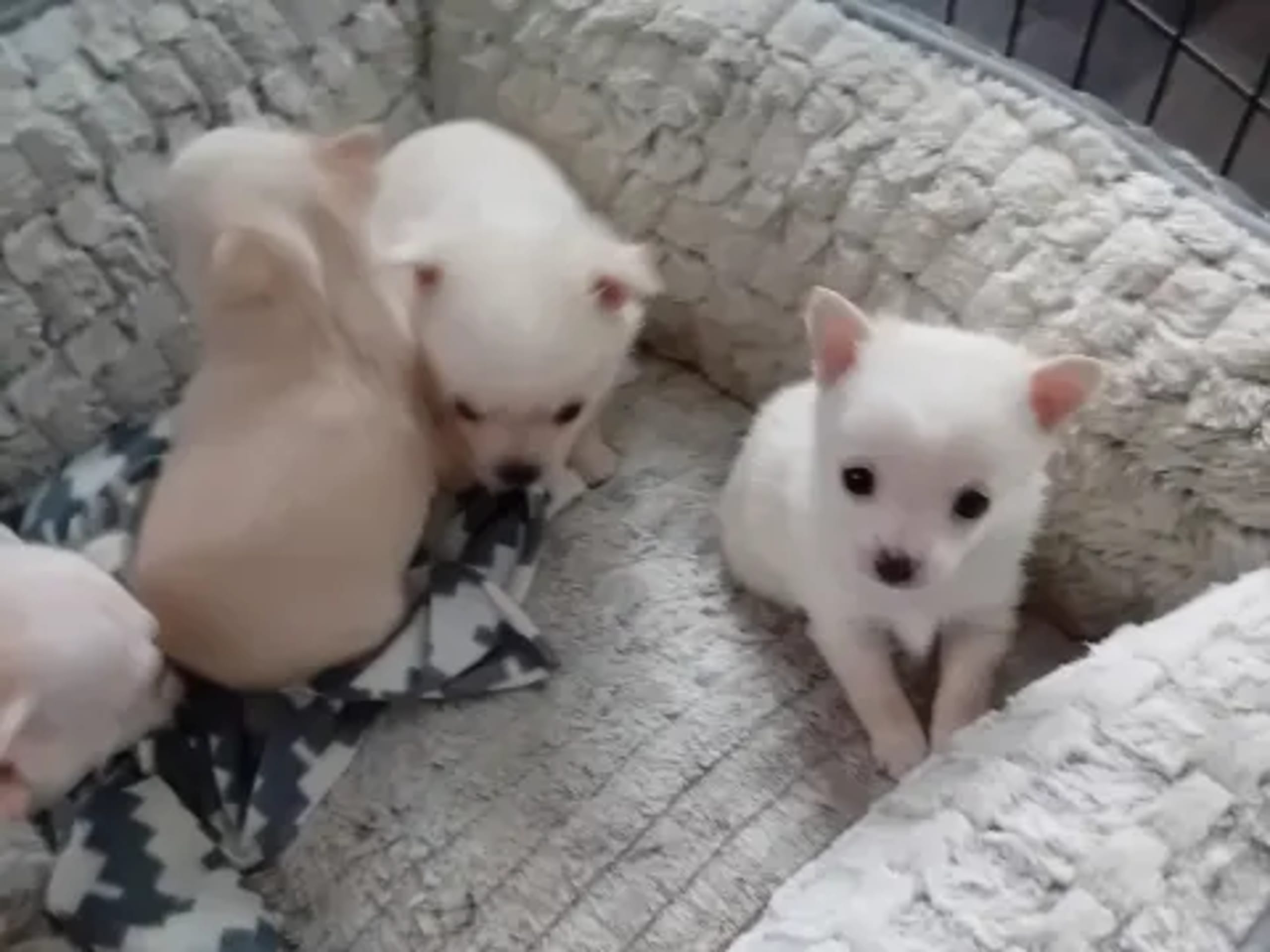 Pomchi · Svenljunga · Sirpa O.
