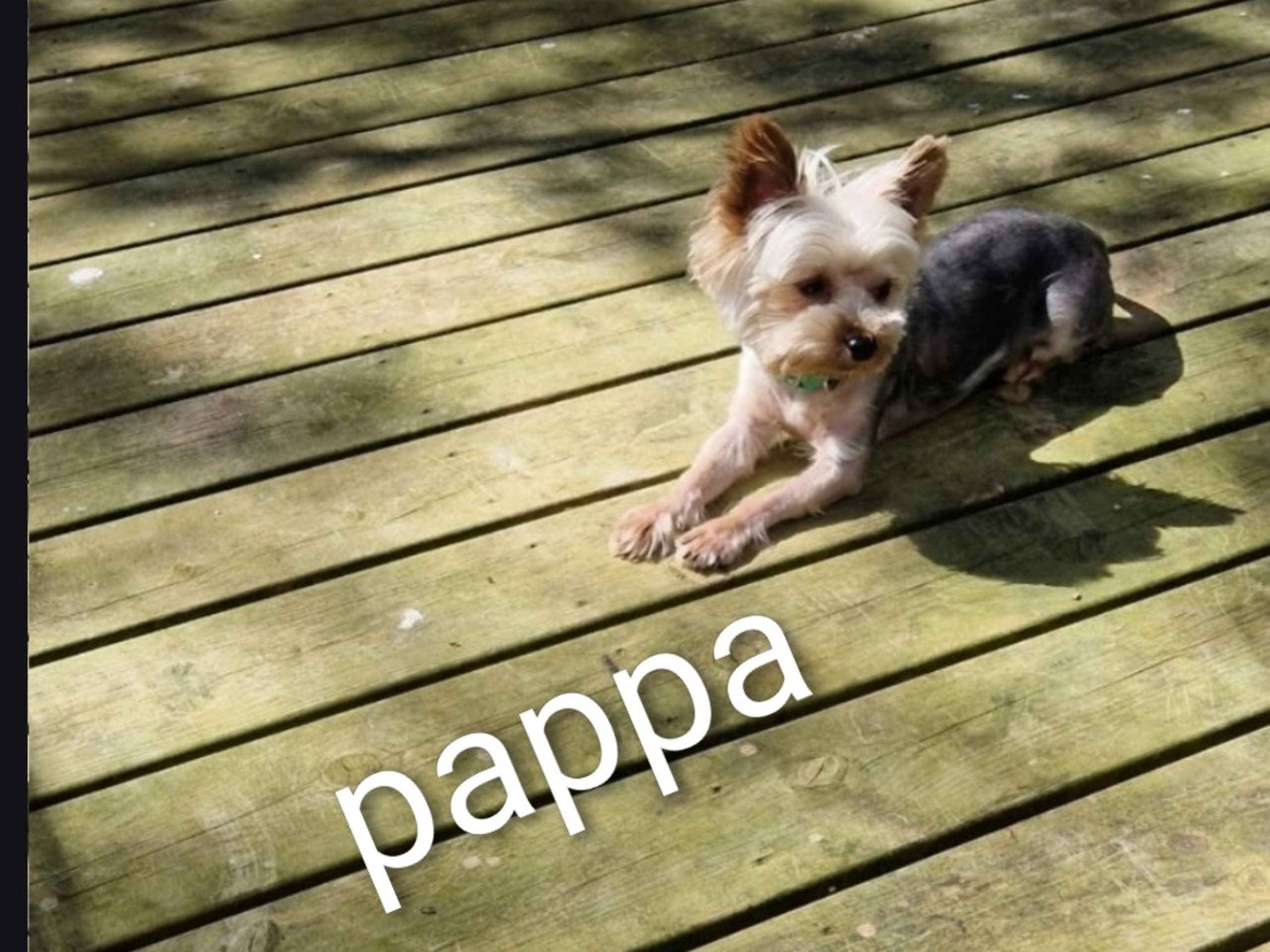 Yorkshireterrier