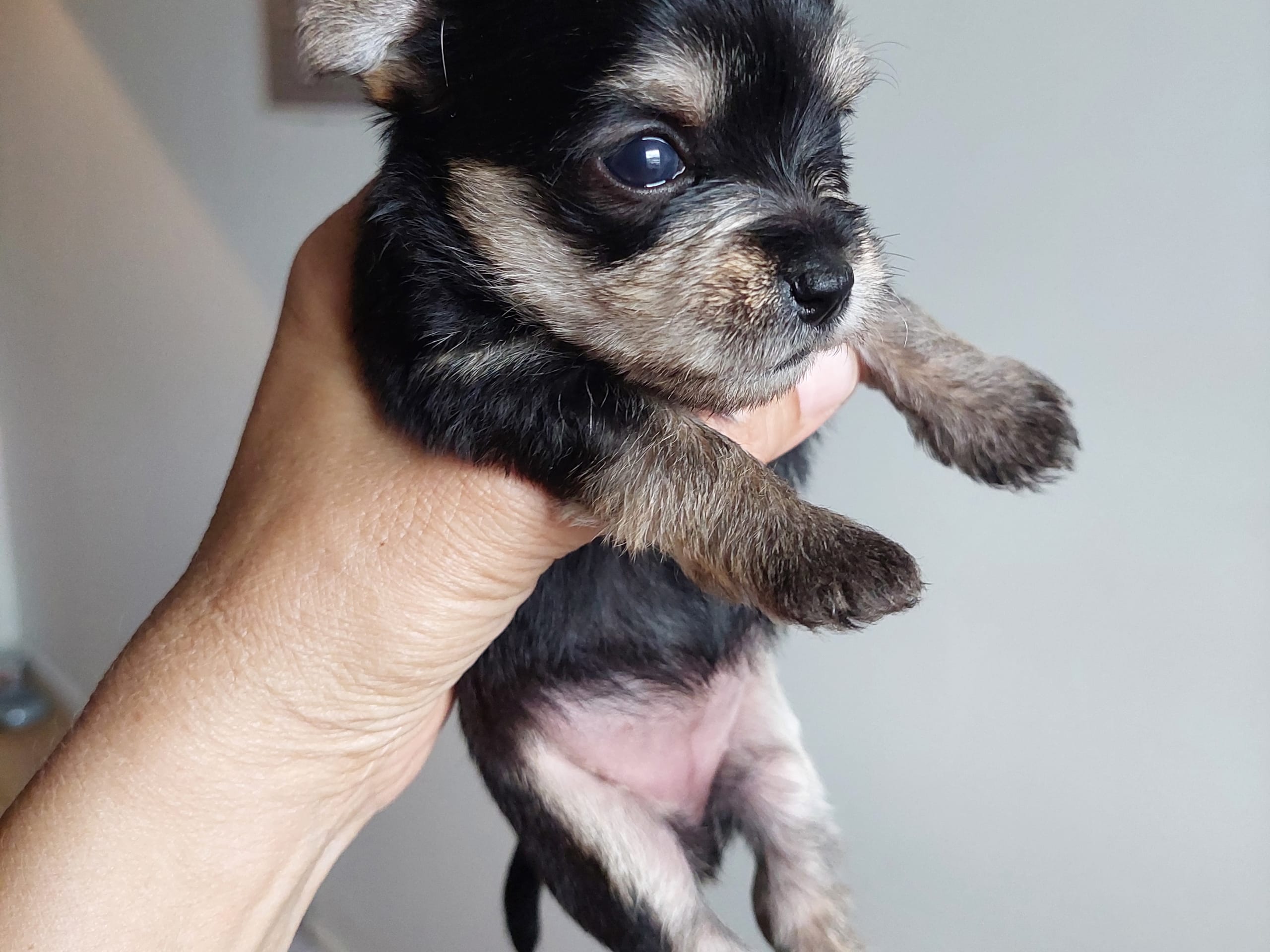 Chorkie · Skärholmen · DochD