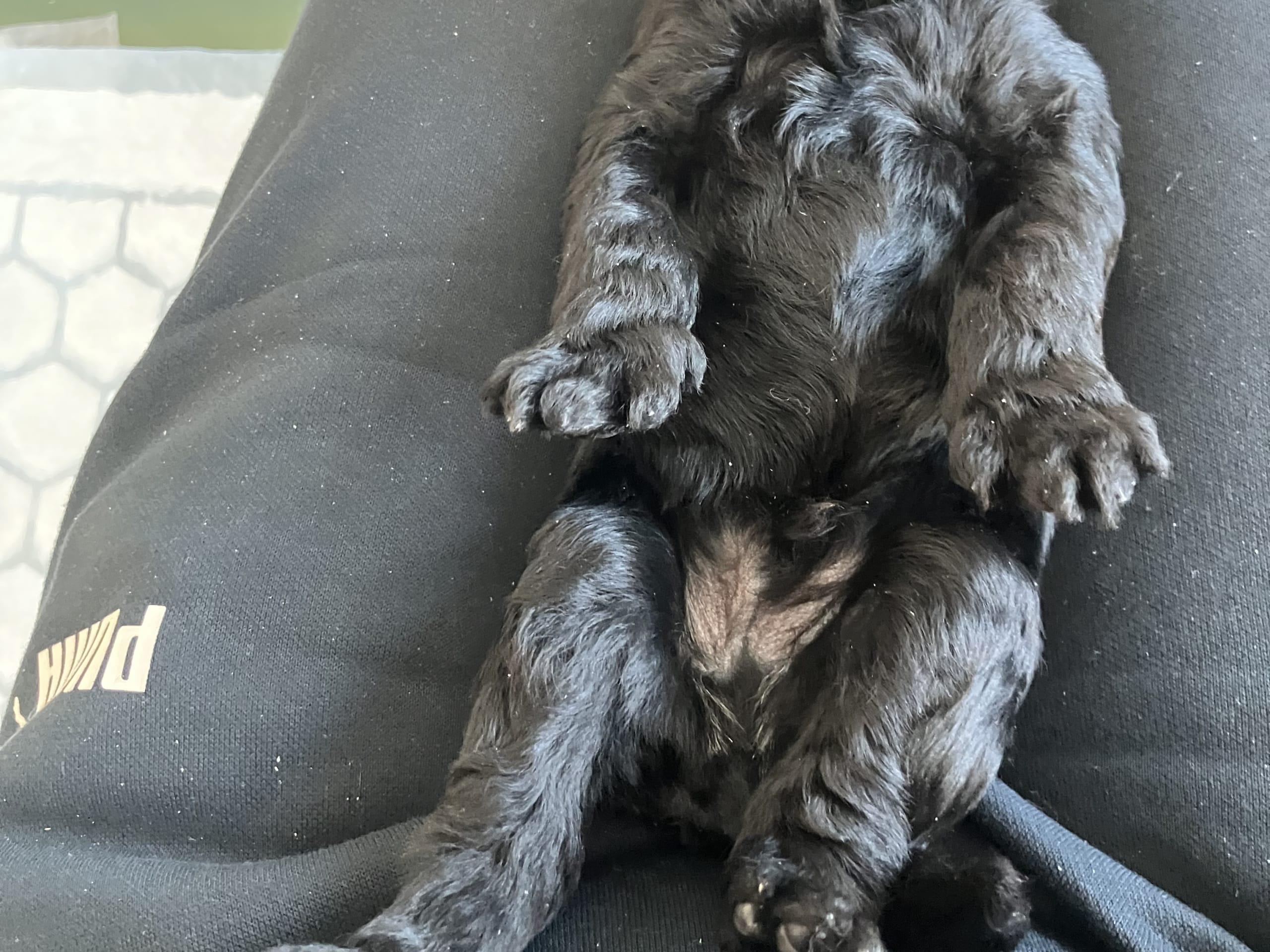 Kerry blue terrier