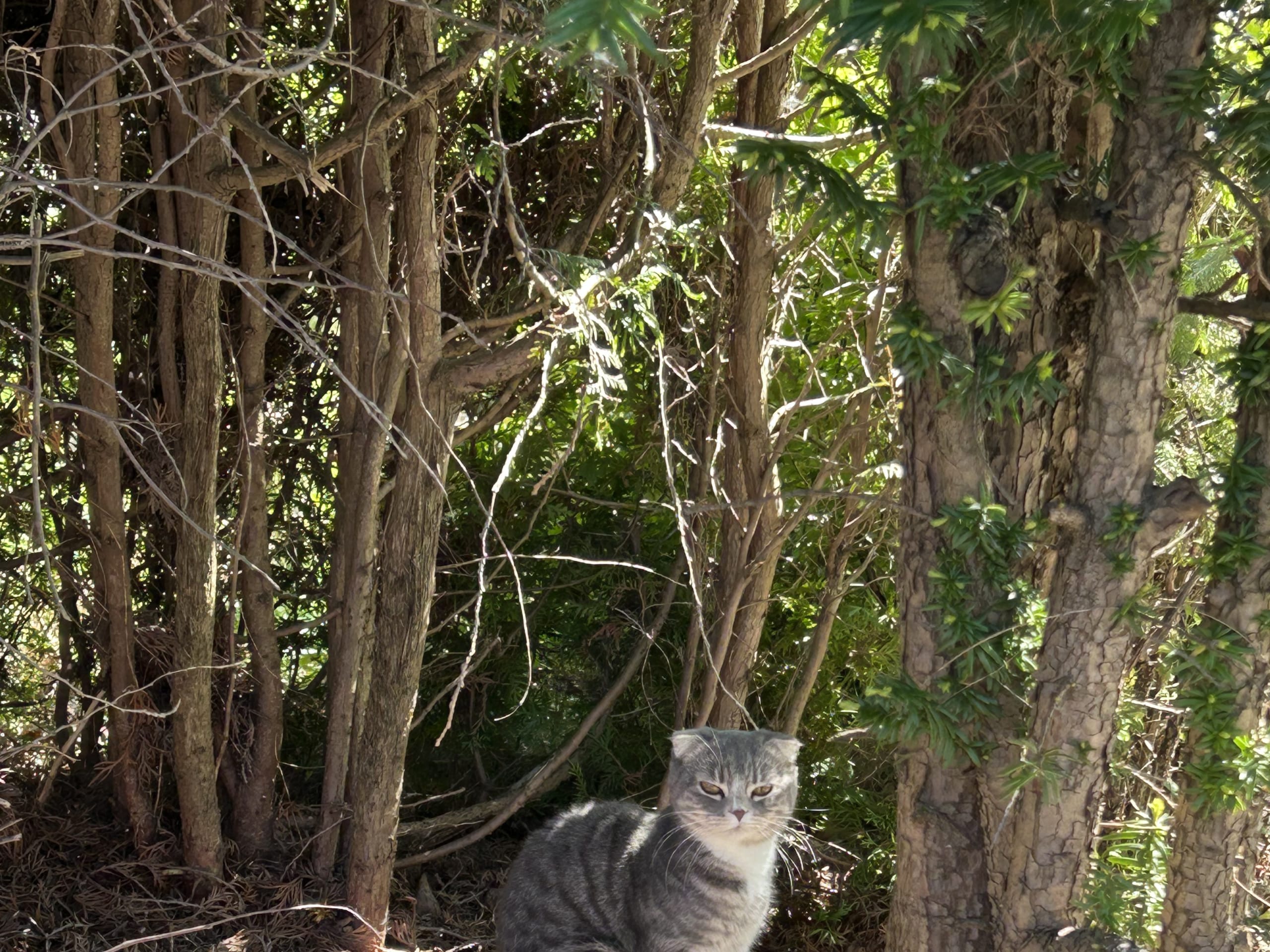 Scottish Fold