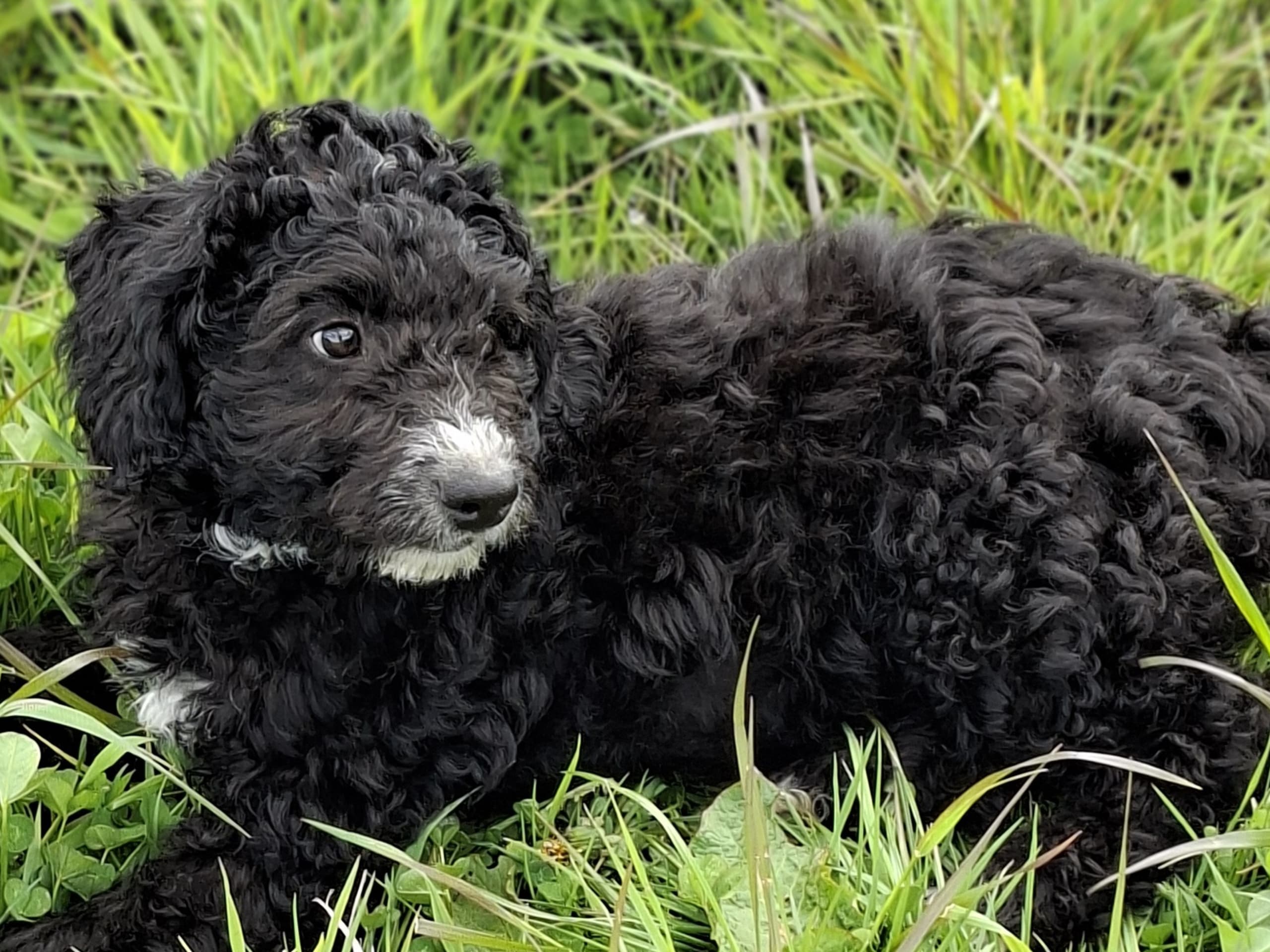 Bernedoodle · Lönashult · Charlotte A.