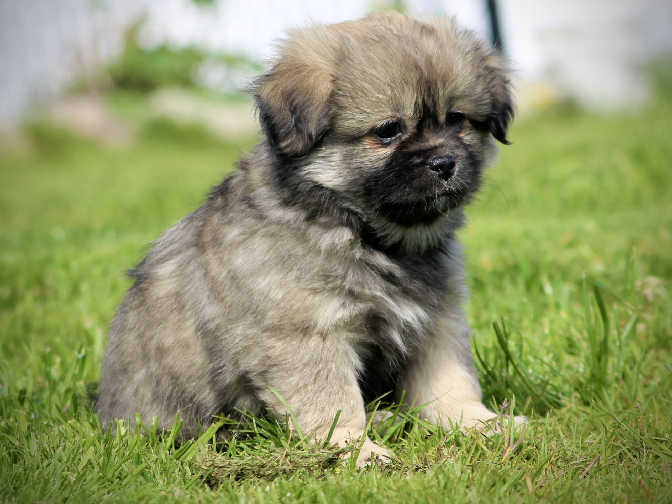 Tibetansk spaniel