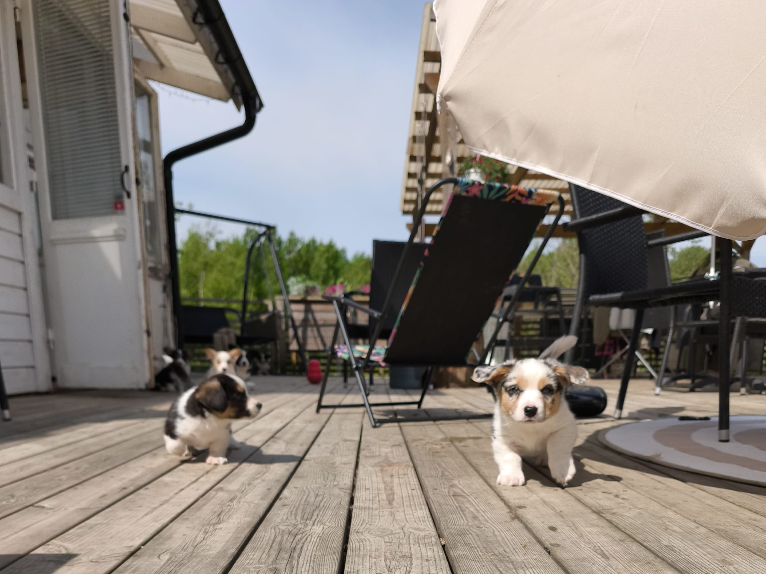 Welsh corgi cardigan