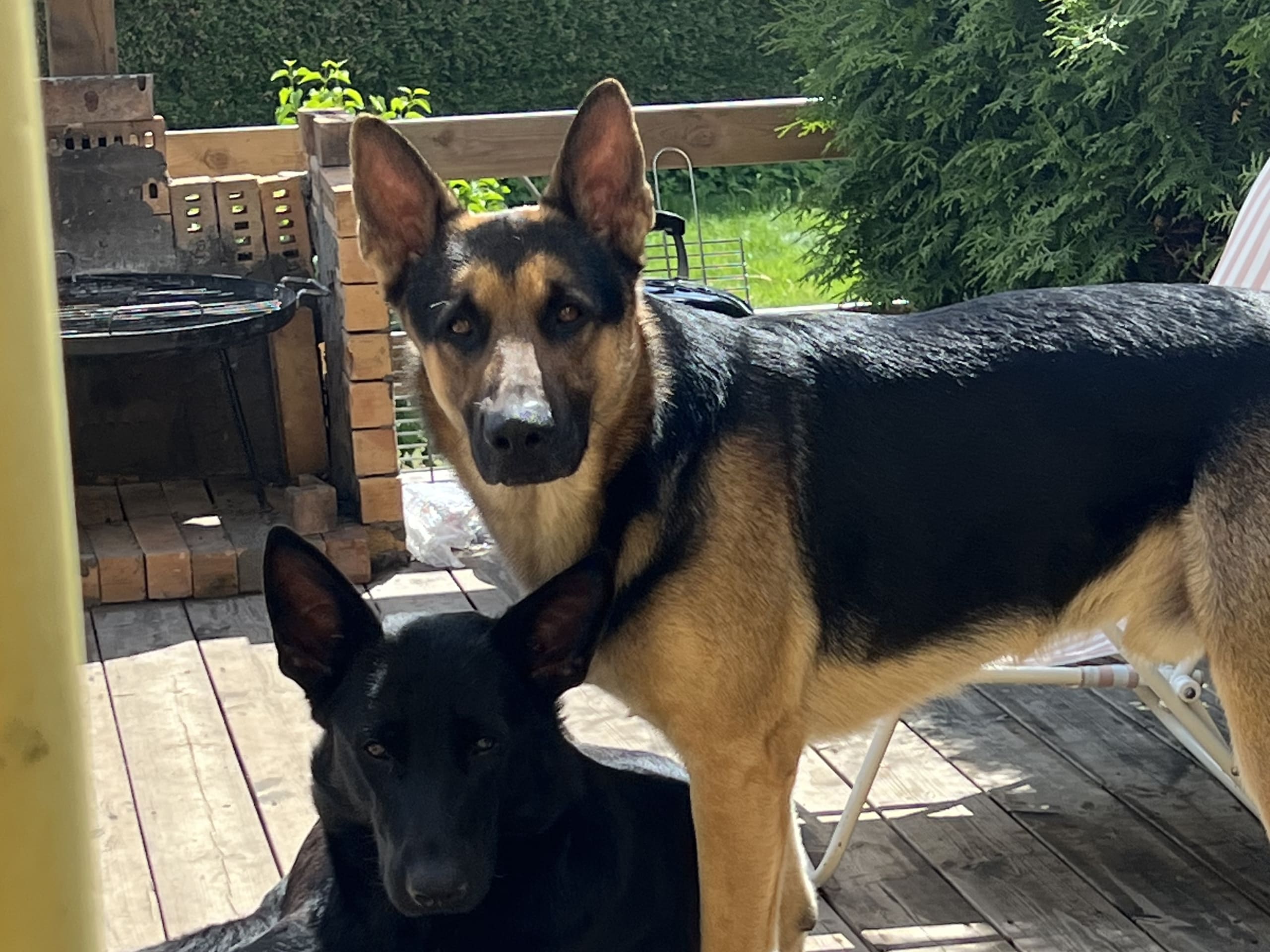 Tysk Schäferhund · Perstorp · Anela M.