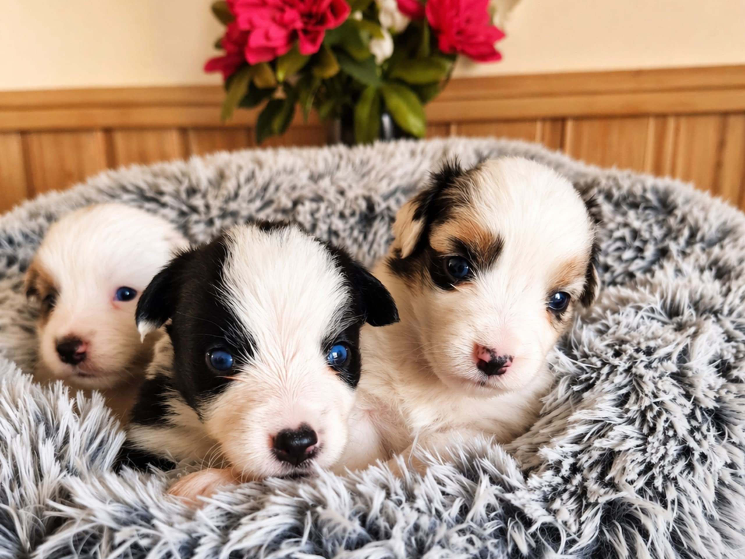 Miniature american shepherd