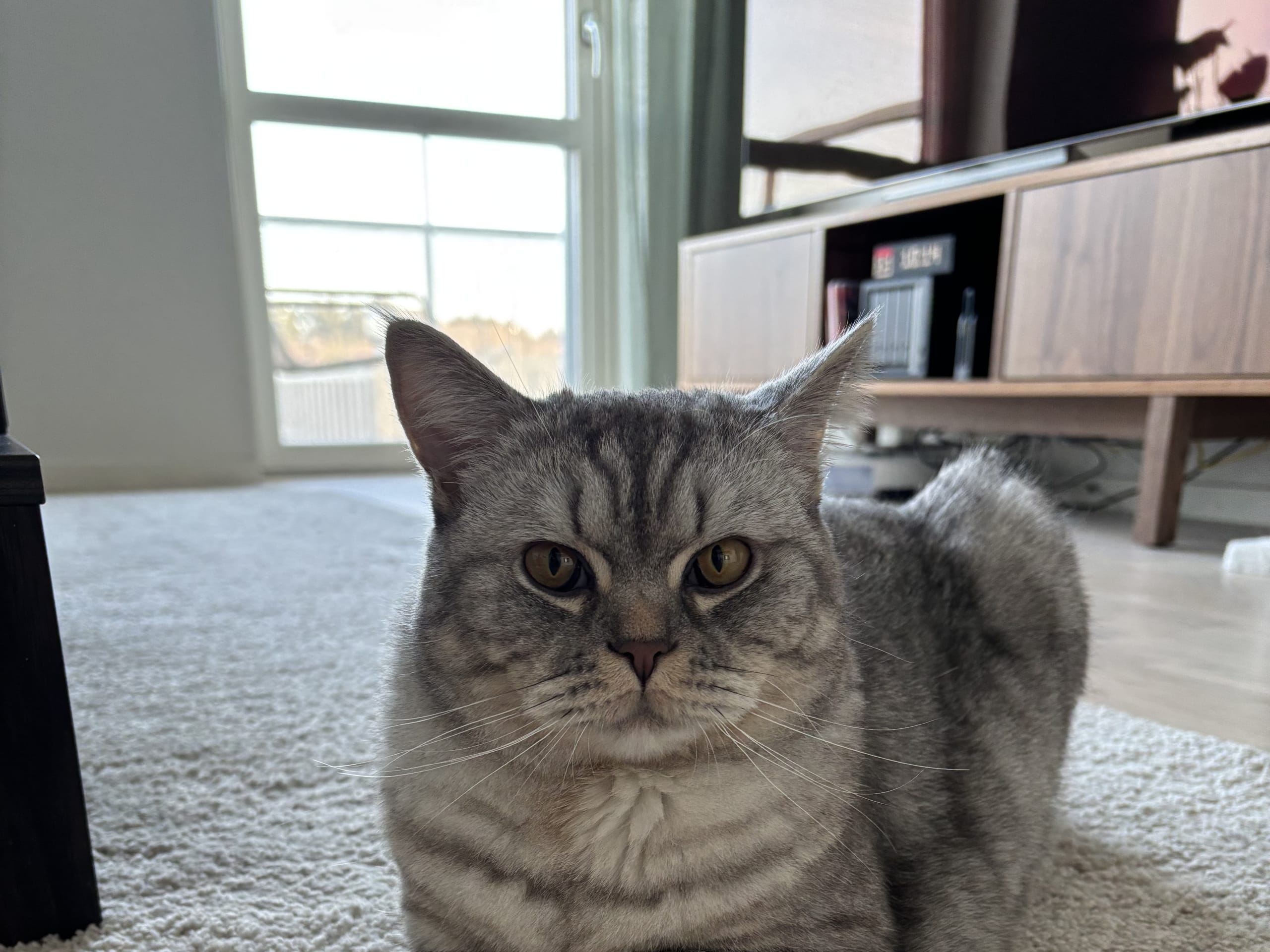 British Shorthair · Spånga · Burak K.