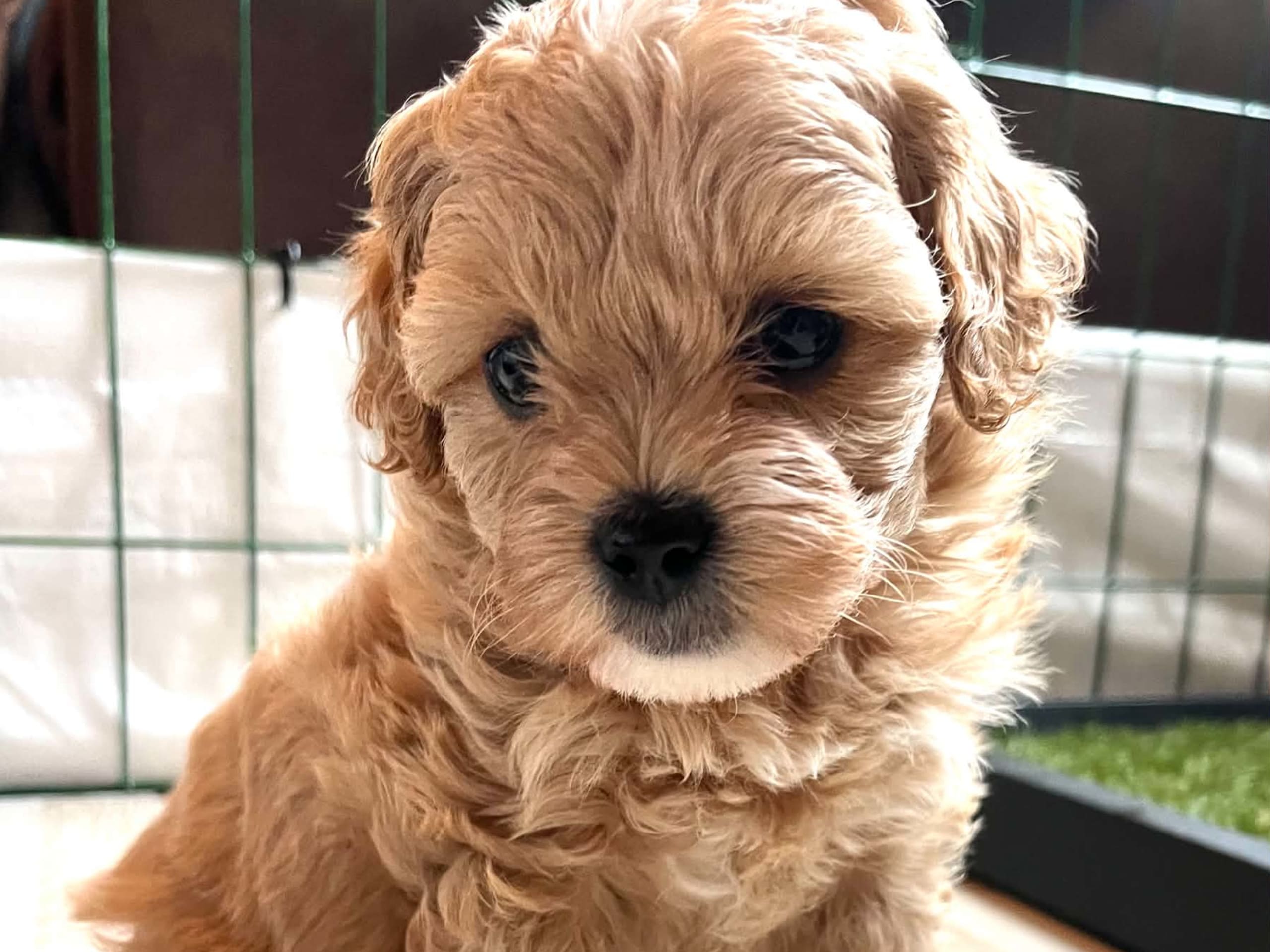 Shihpoo · Sköldinge · Shihpoo