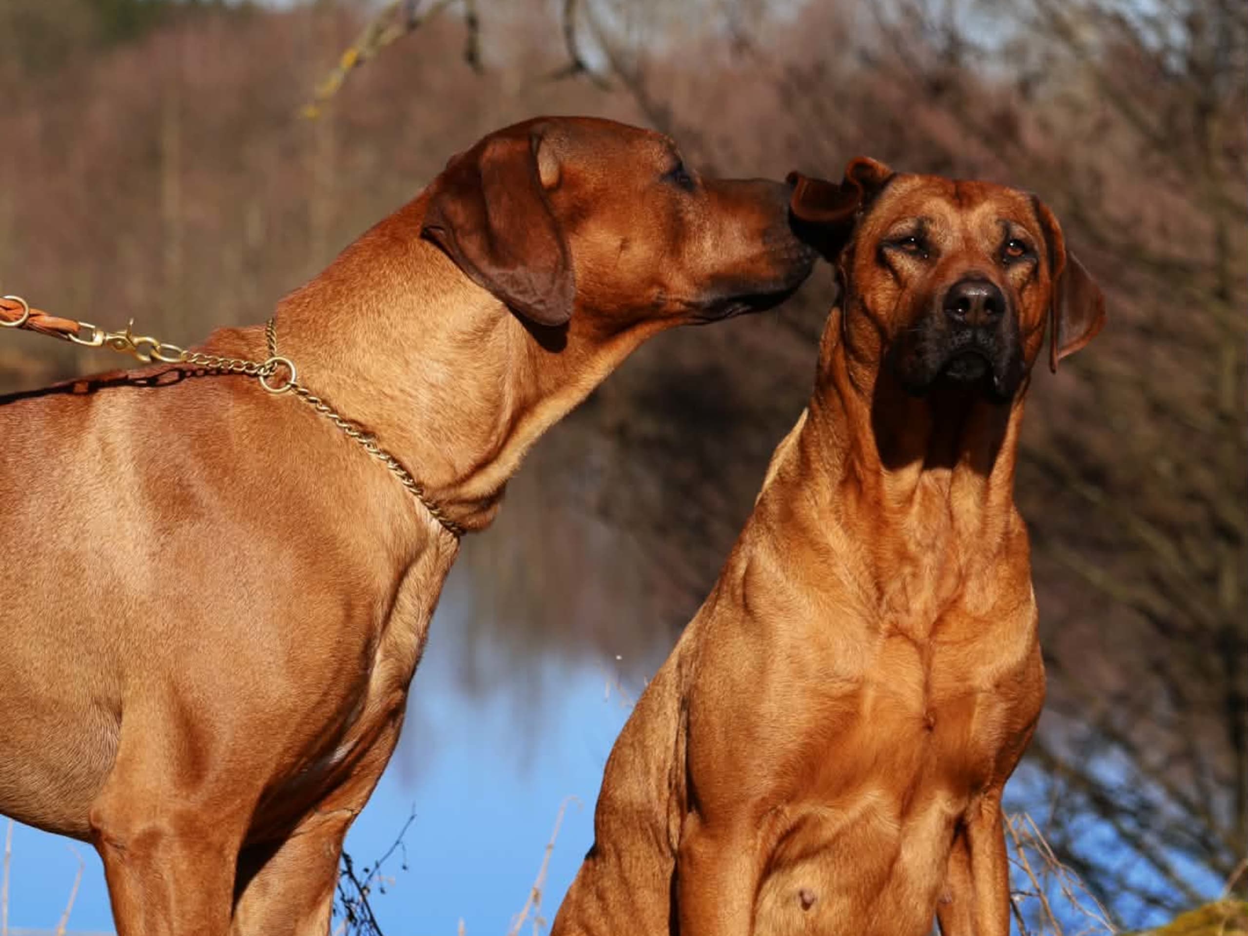 Rhodesian ridgeback