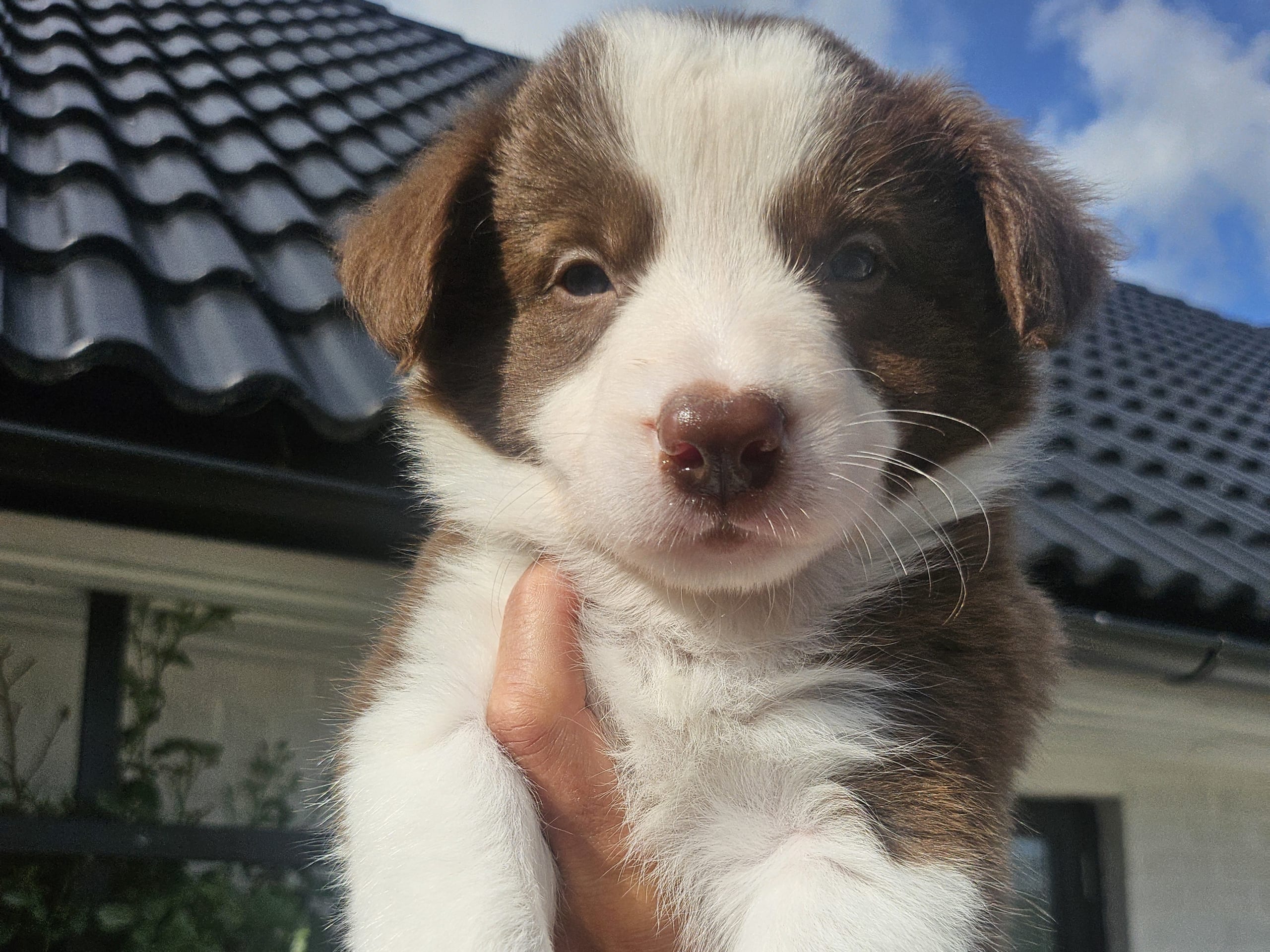 Border collie · Sjöbo · Ruckeltofta Gård