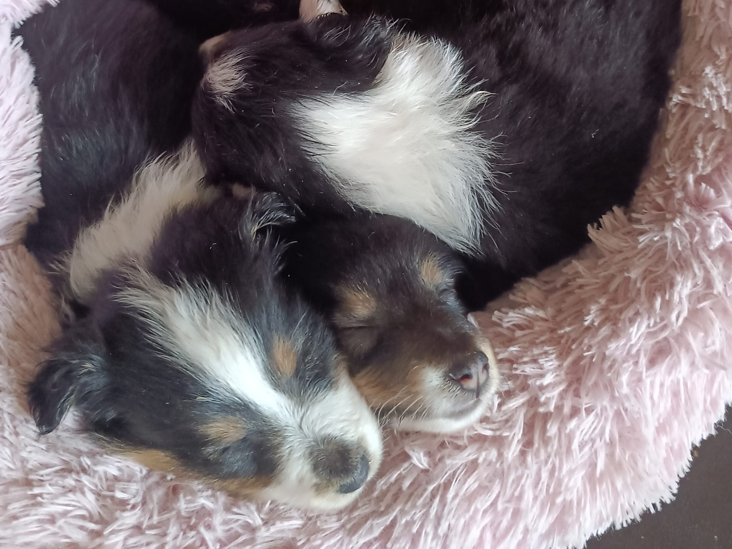 Shetland sheepdog · Nordberg · Bentersheltie