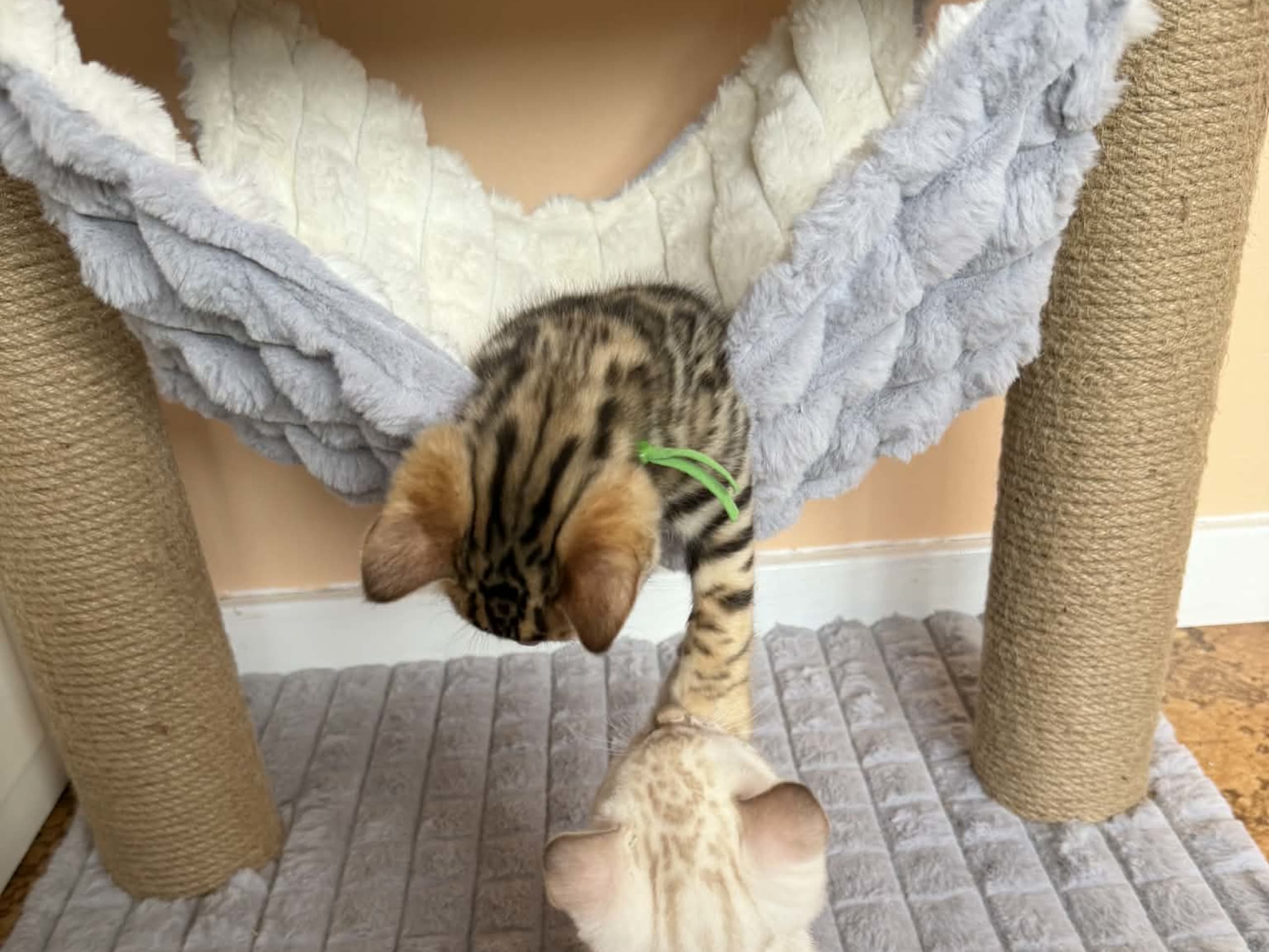 Bengal · Strängnäs · S*Retrivers
