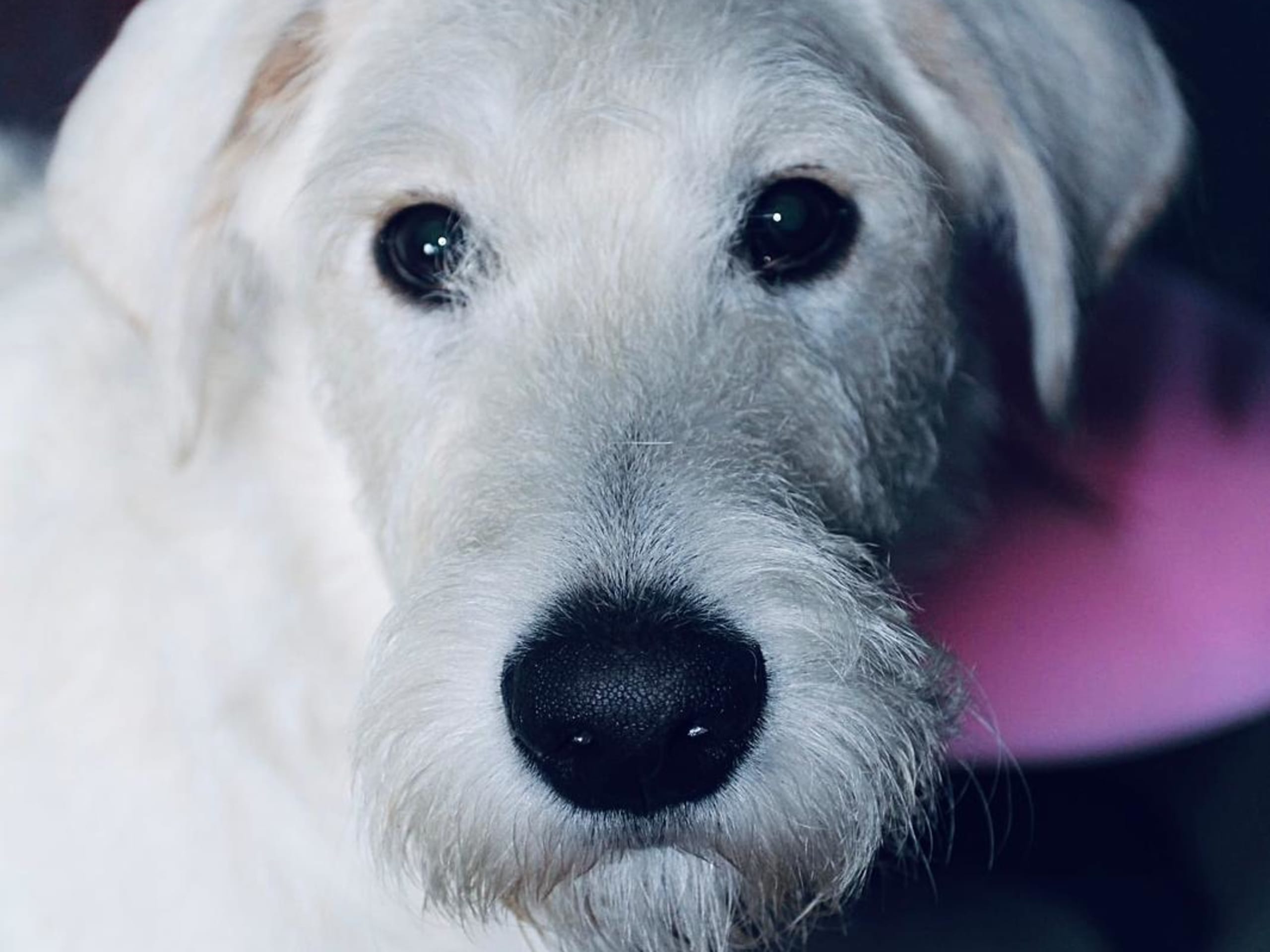 Labradoodle