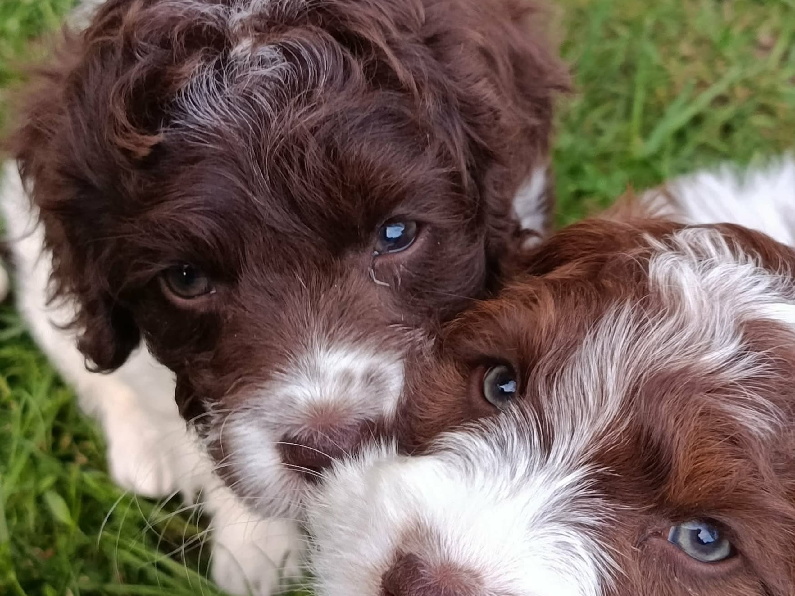 Cockerpoo · Hjortkvarn · Hjortkvarns Cavapoo