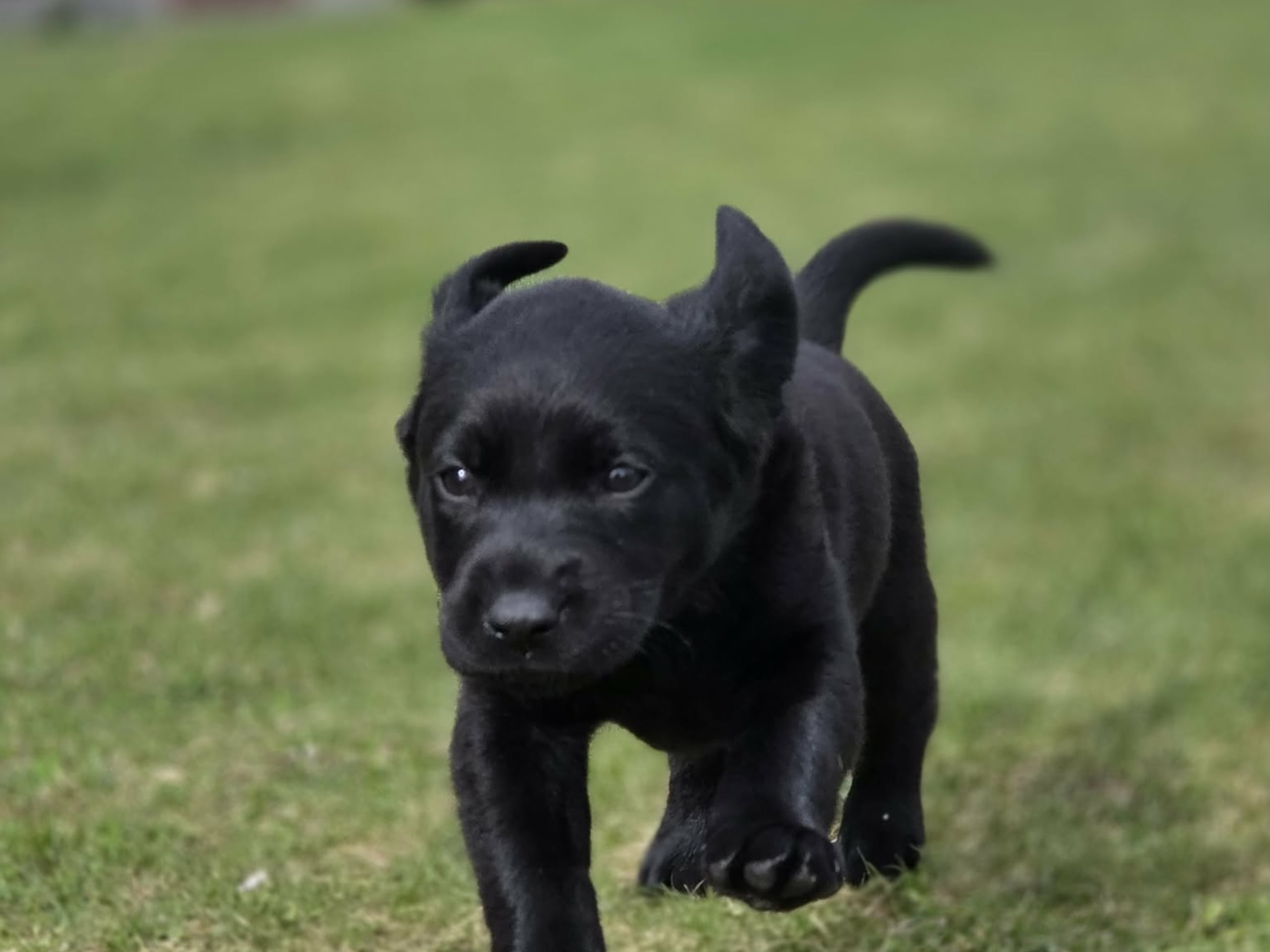 Labrador retriever