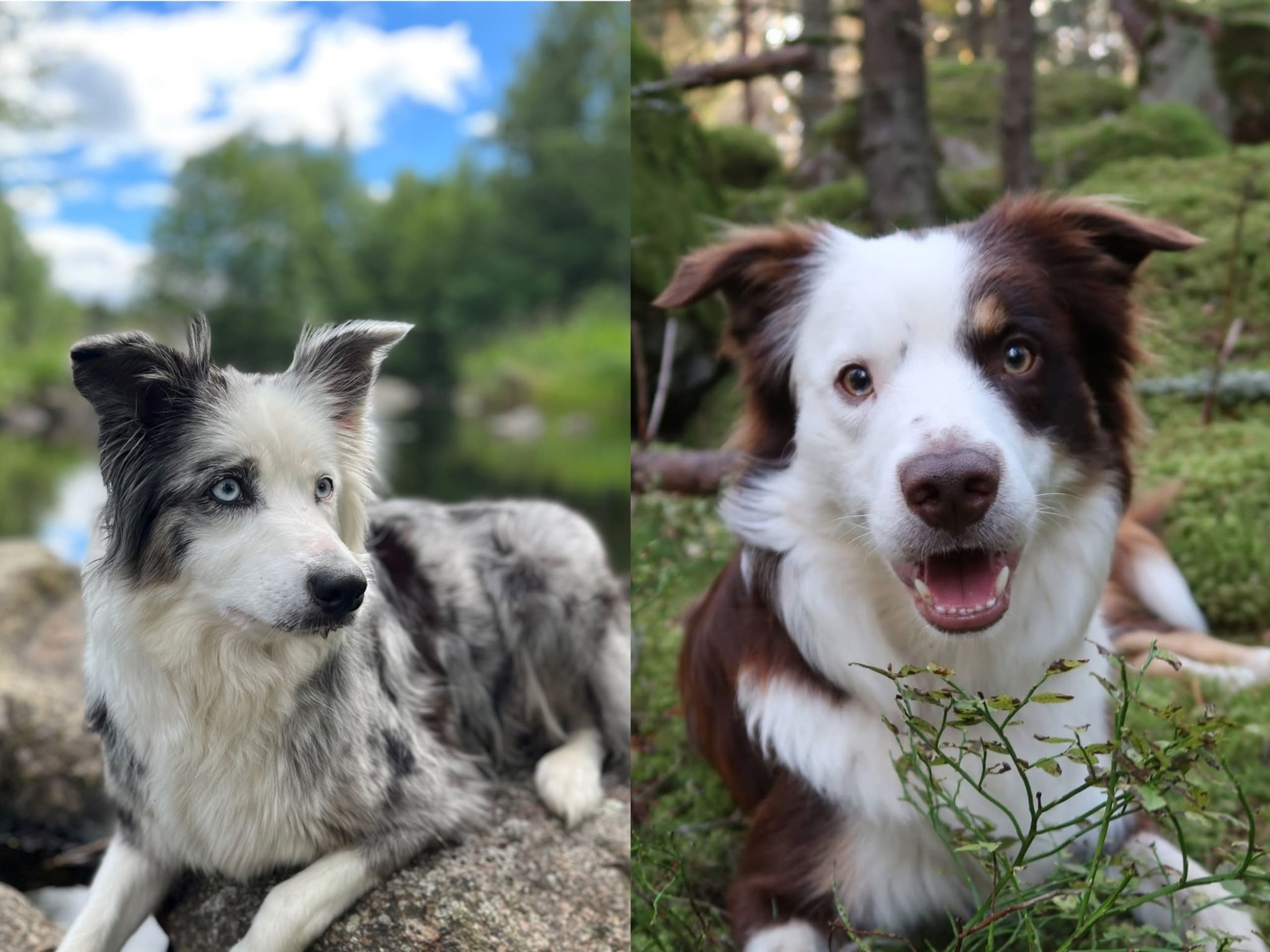 Border collie/ Australien shepard · Tierp · Anna K.