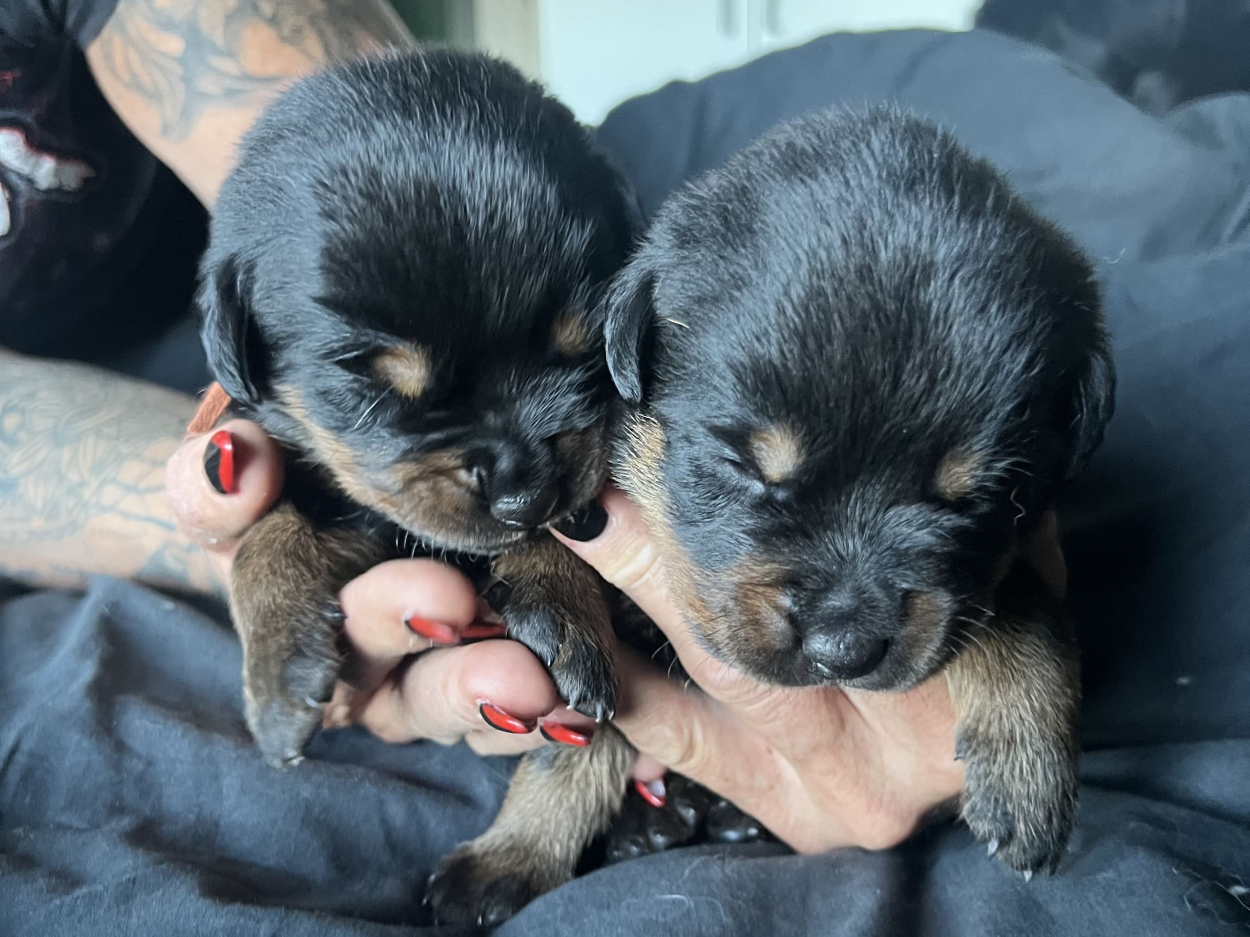 Rottweiler/American Bully XL · Gärsnäs · Helena L.
