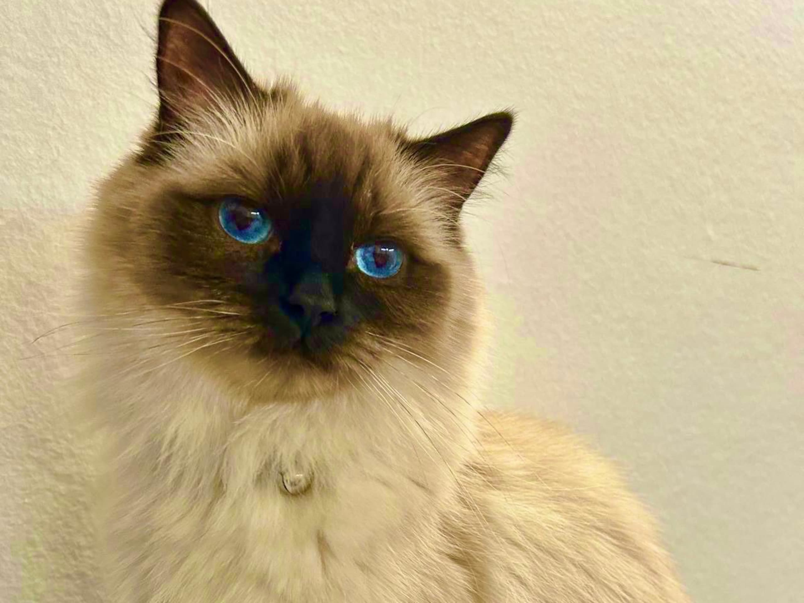 Ragdoll · Södertälje · Nibras M.