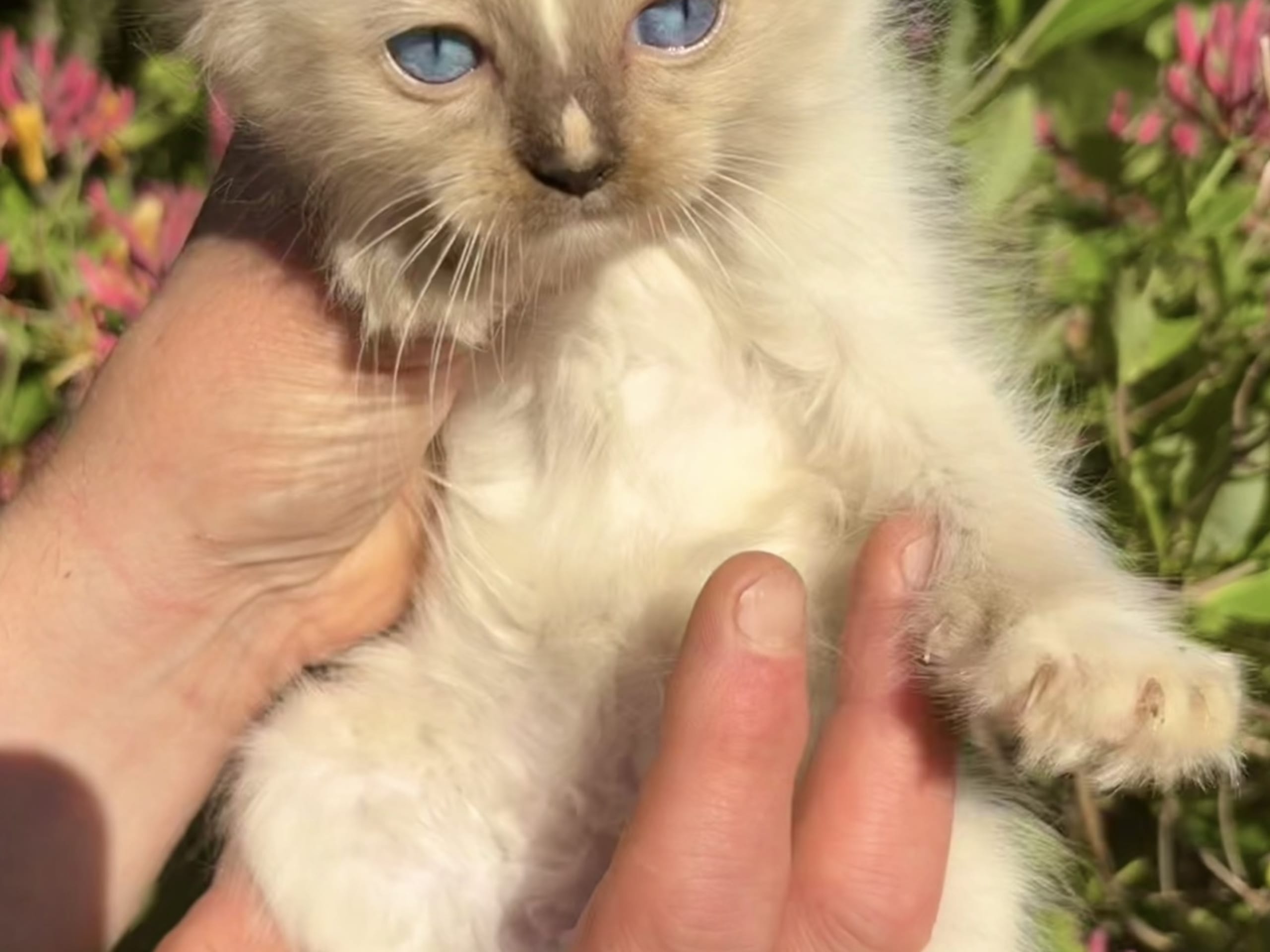 kitten: Hane 1