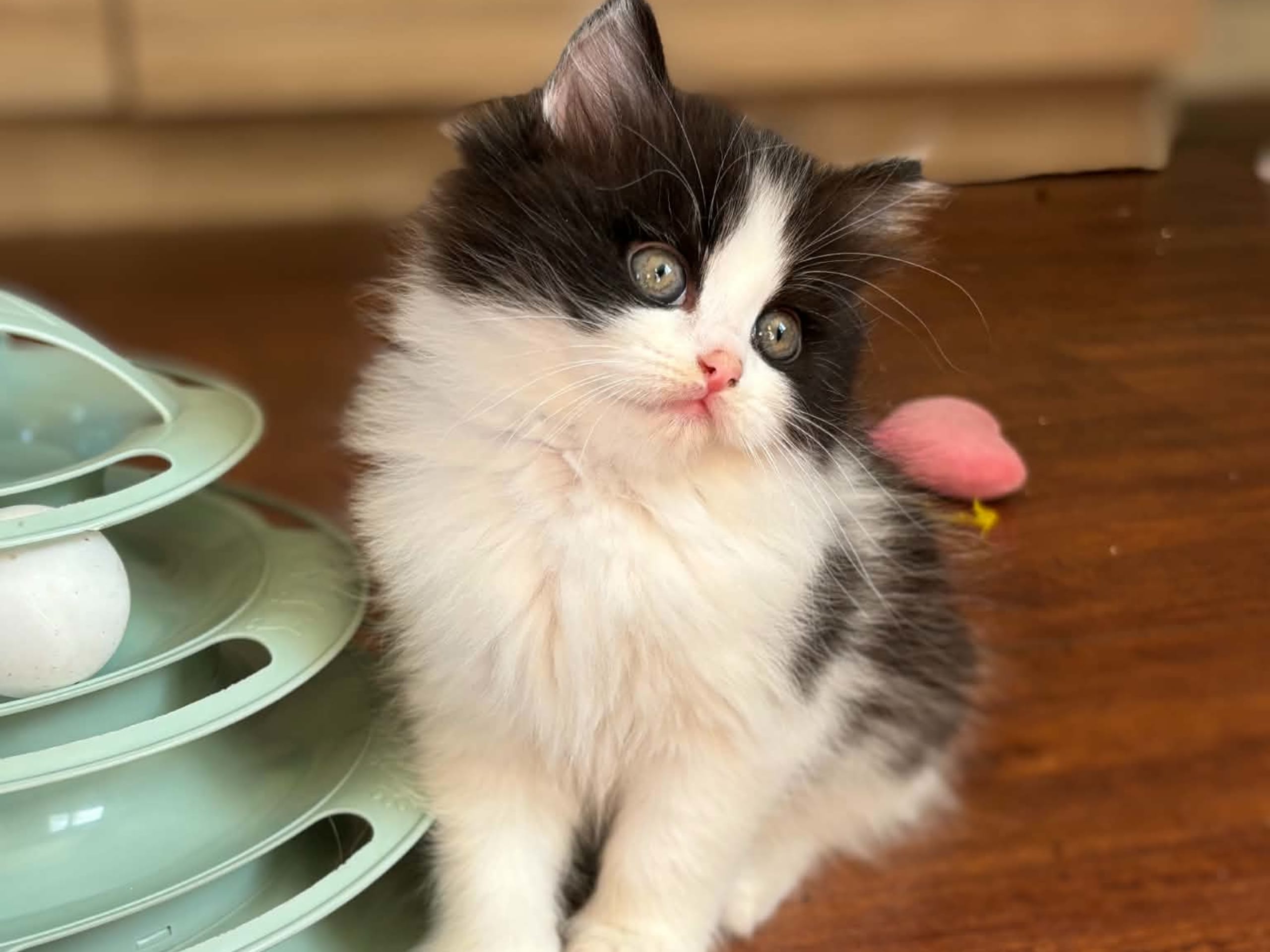 kitten: Änglakatts Lola montez