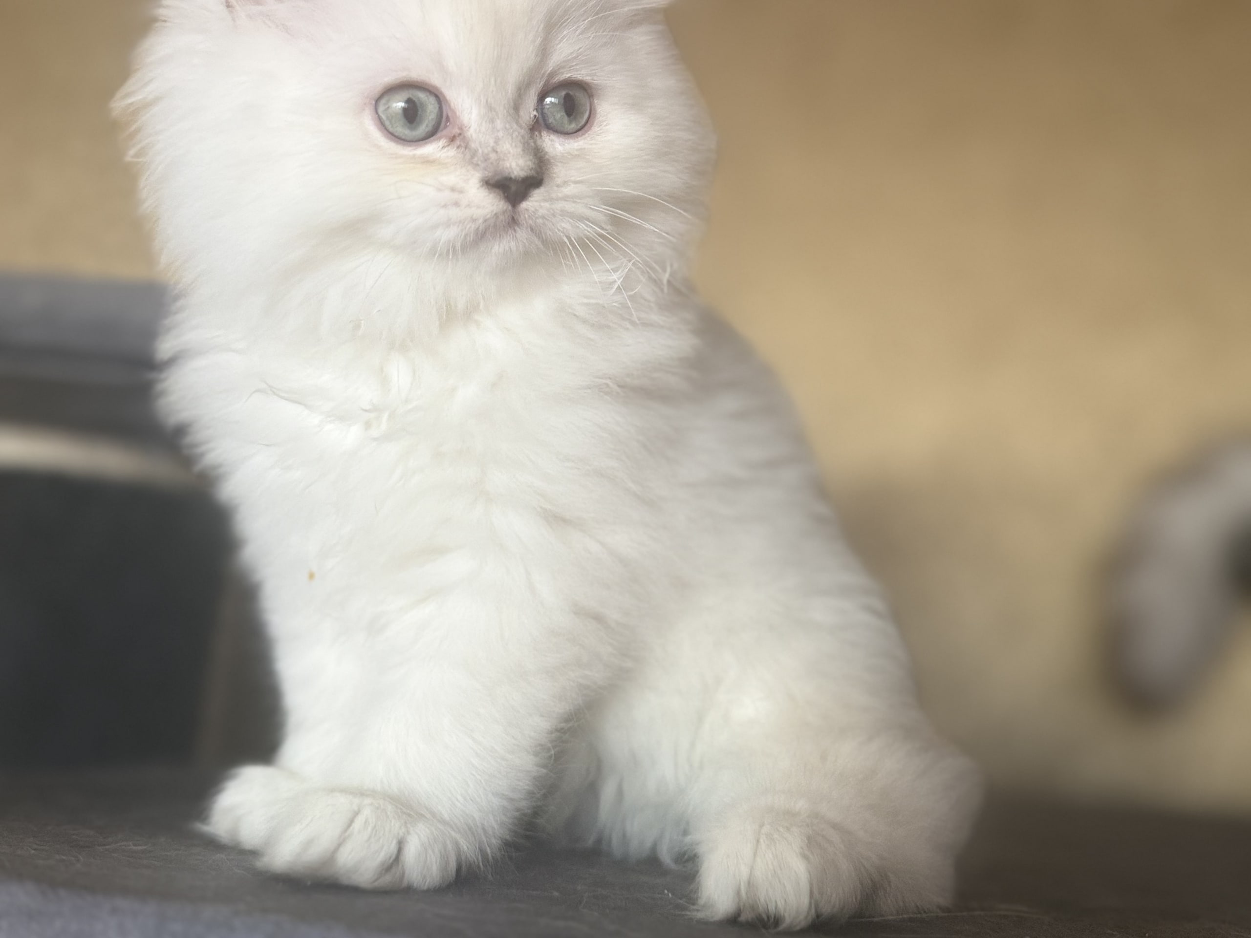 Bisquit (kakan)