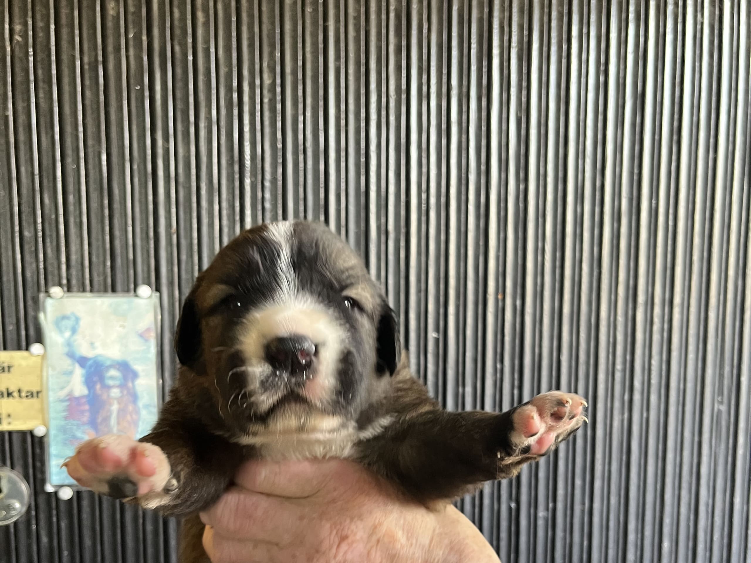 Puppy: Hane 2
