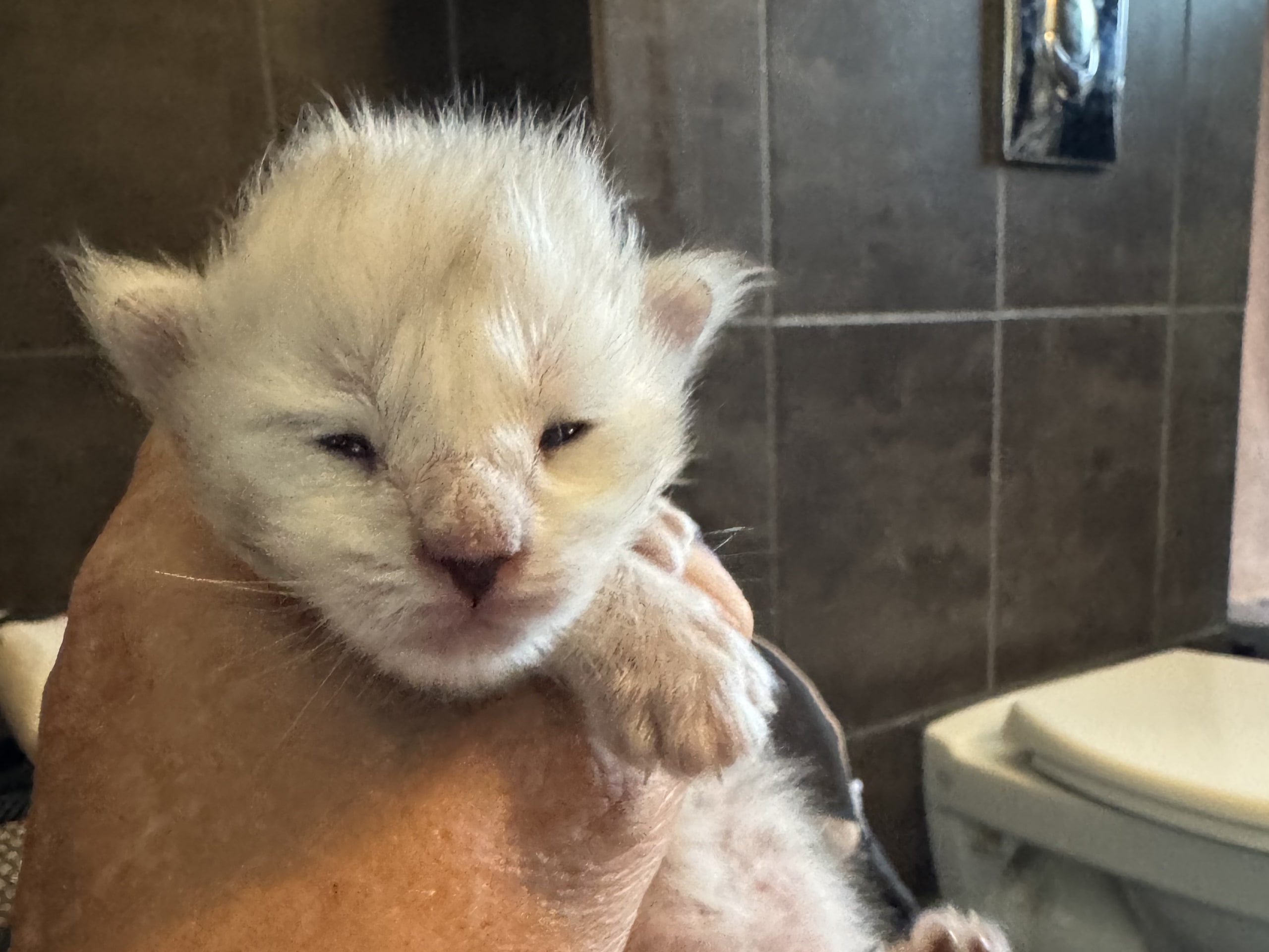 kitten: Nacho