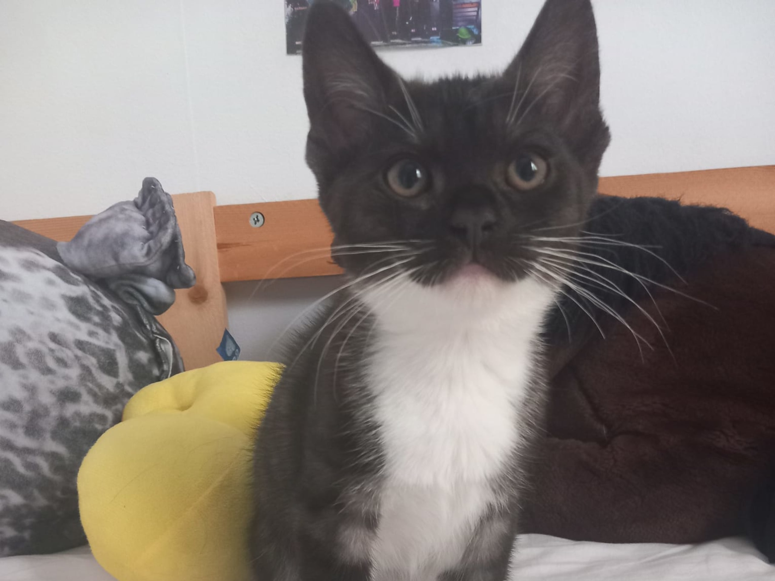kattunge: Female 1