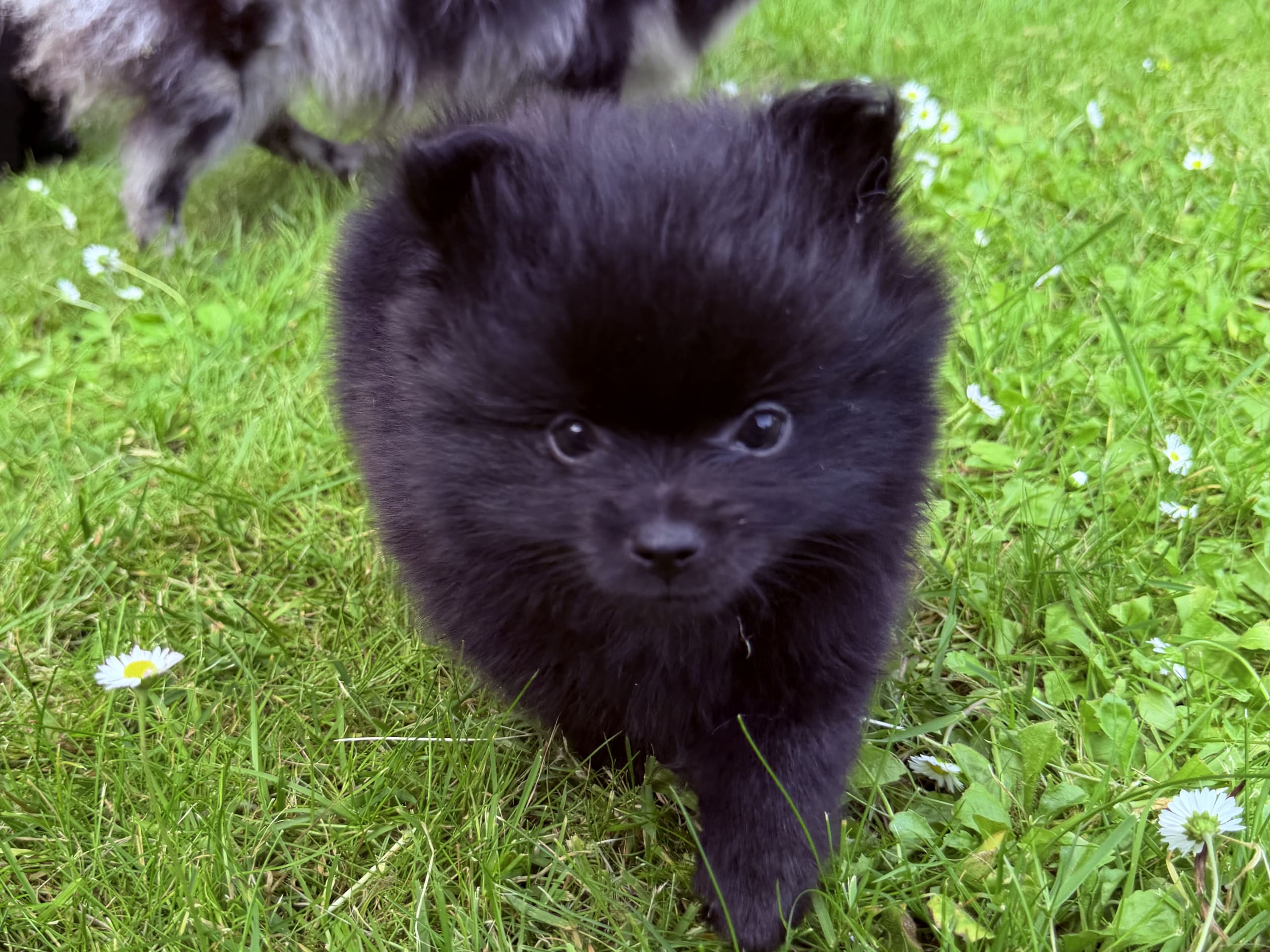 Puppy: Peppar