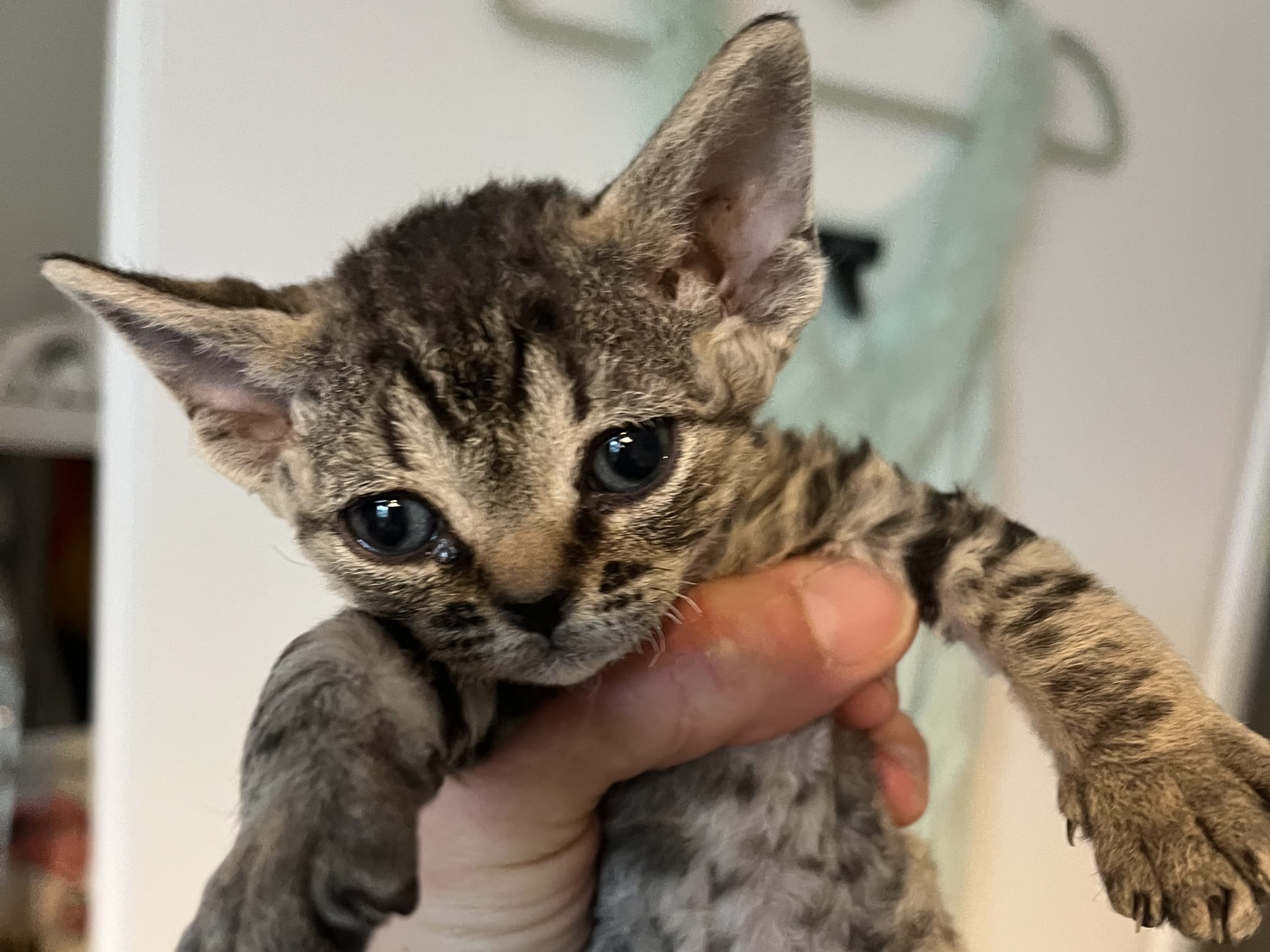 kitten: Hona 2
