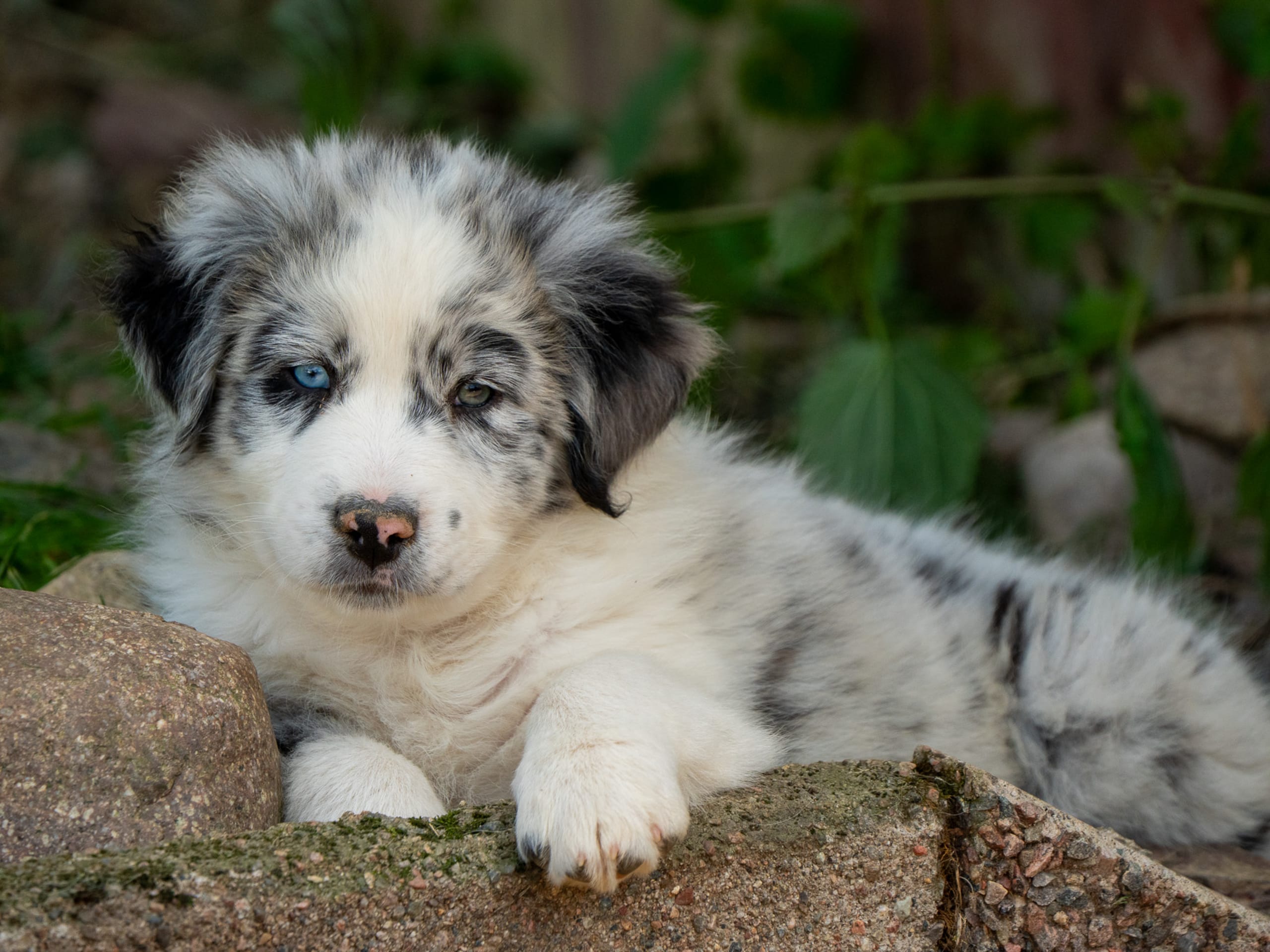 Puppy: Whisky