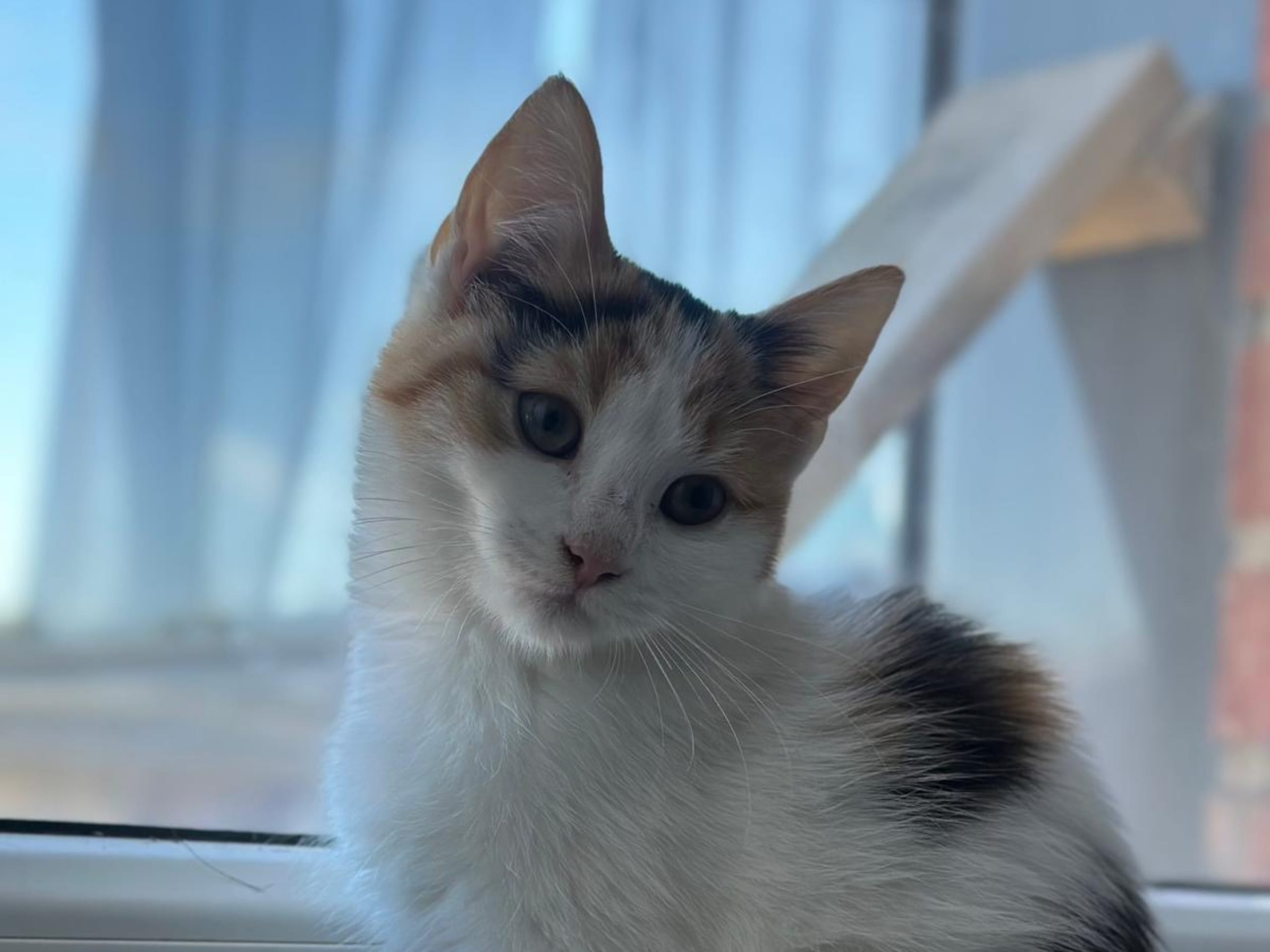 kattunge: Hona 1