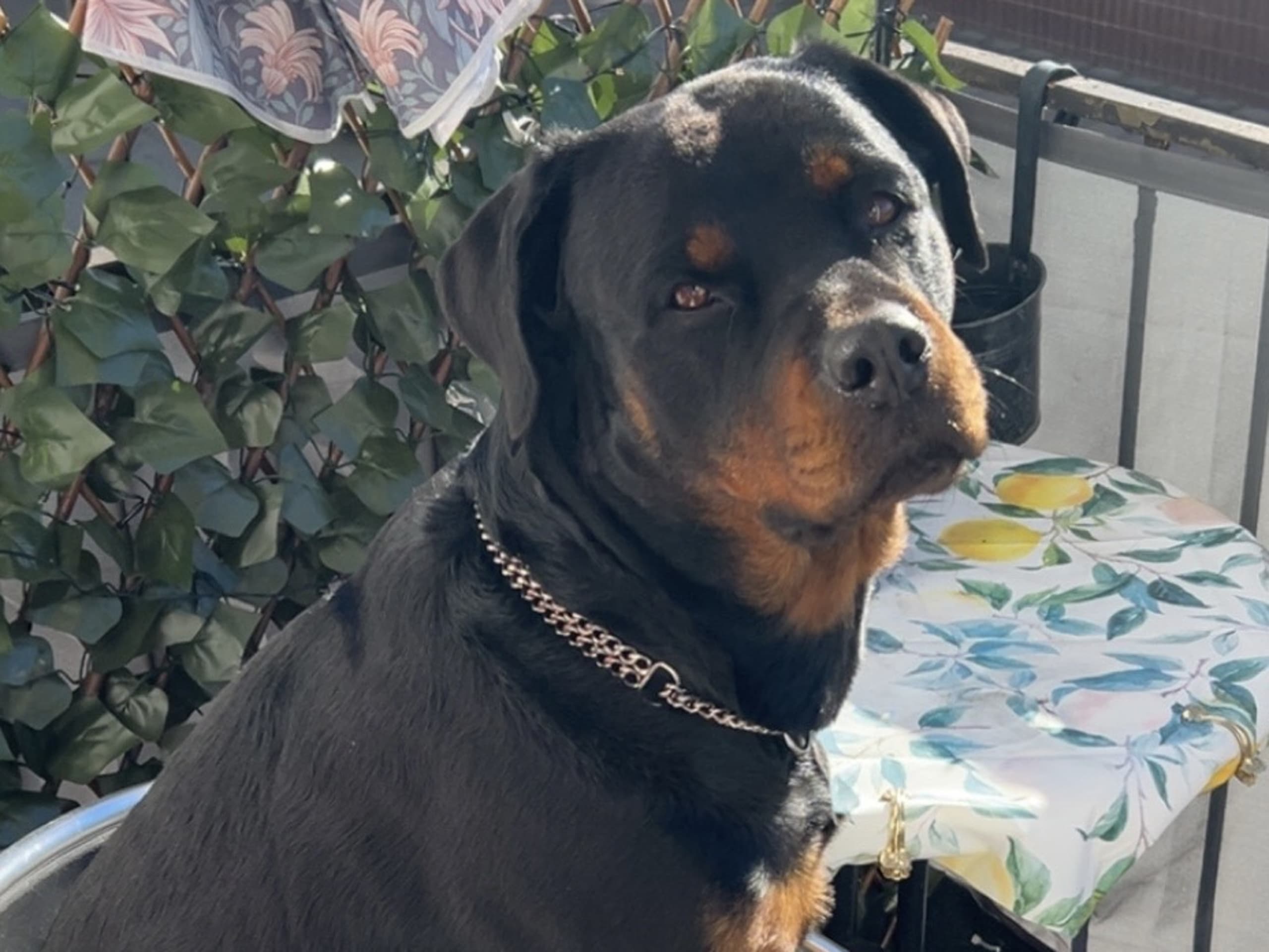 Mother: Dagnyafåccra