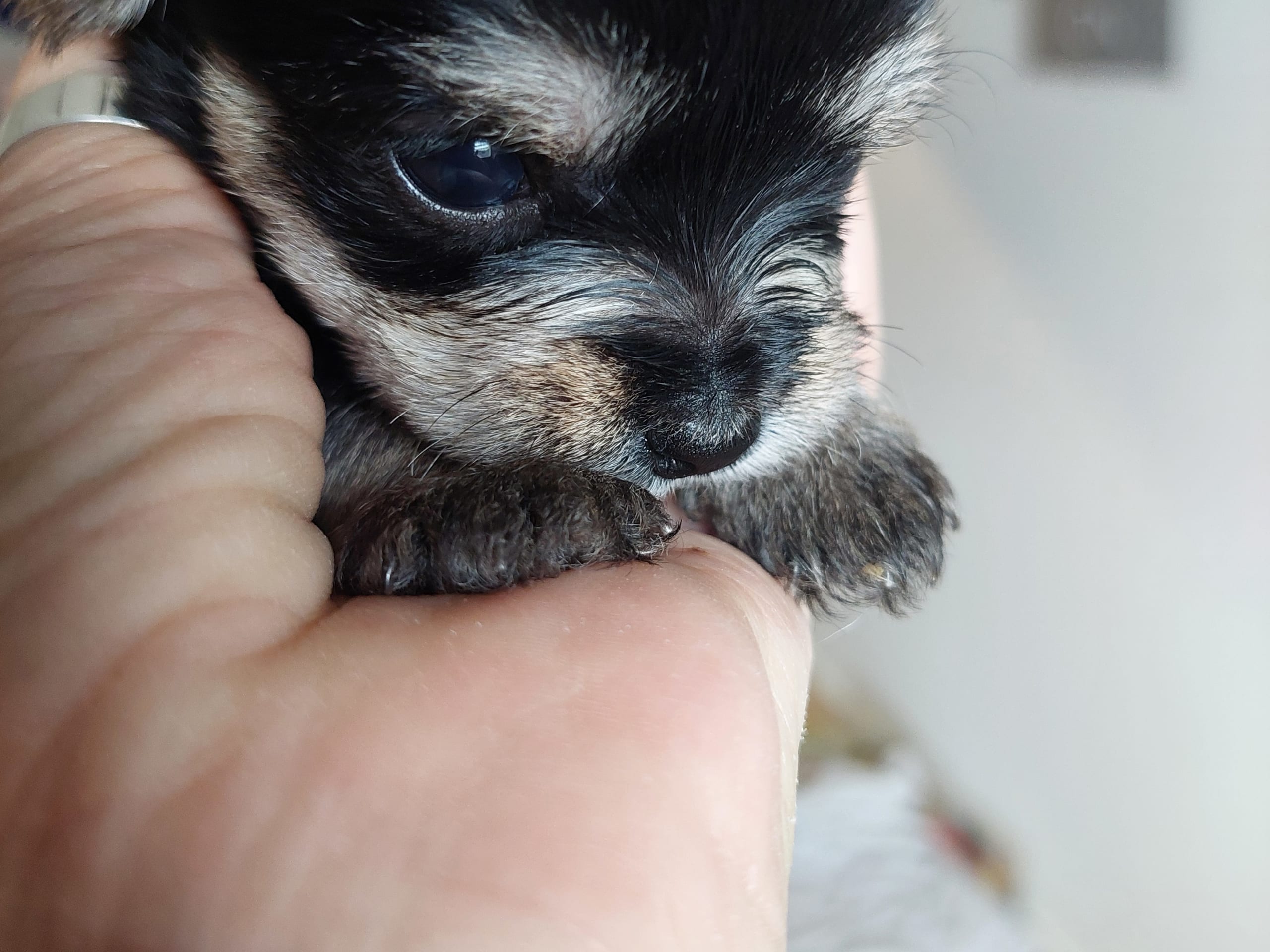 Puppy: Tik 2 Aura
