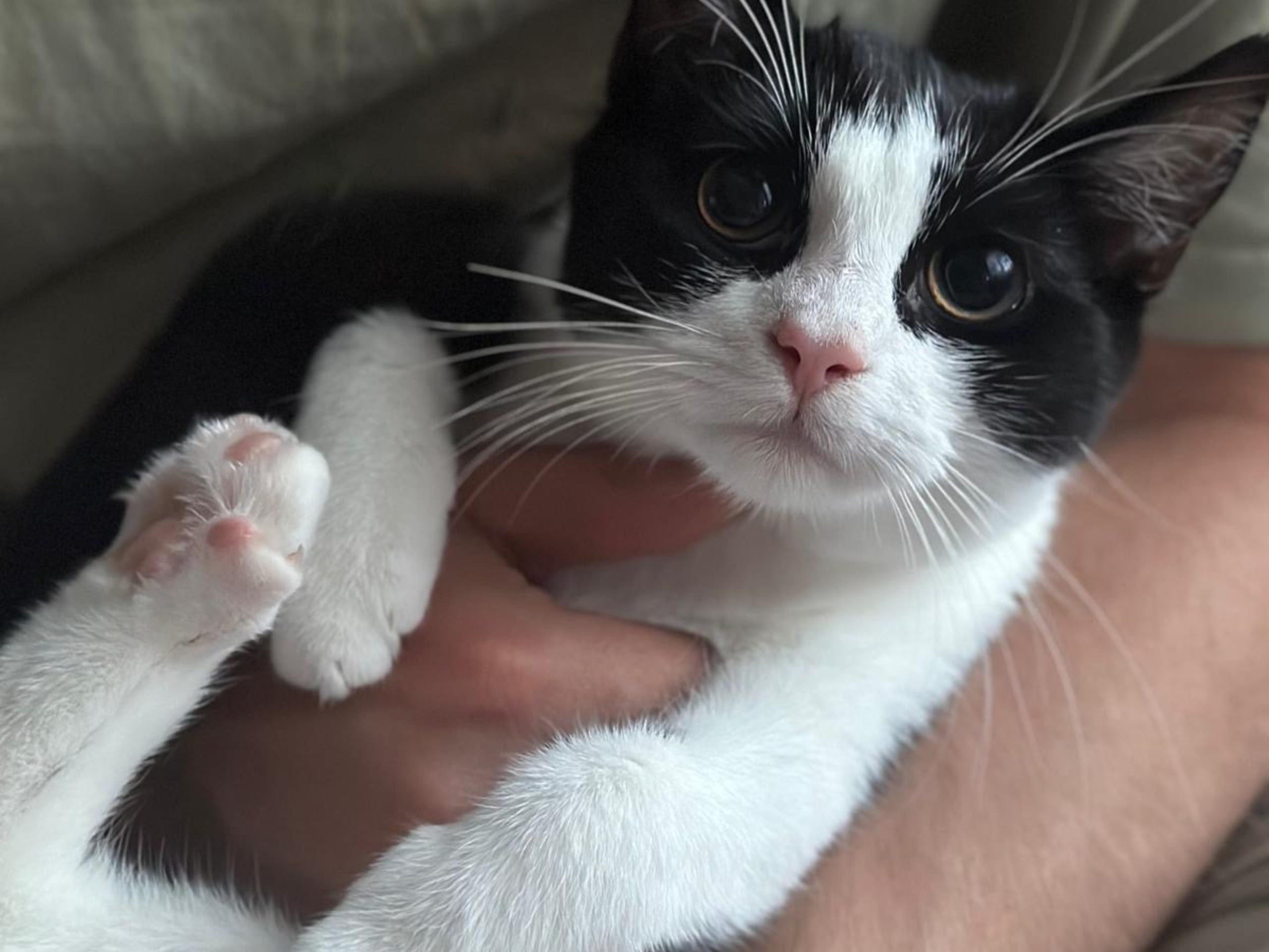 kattunge: Hona 2