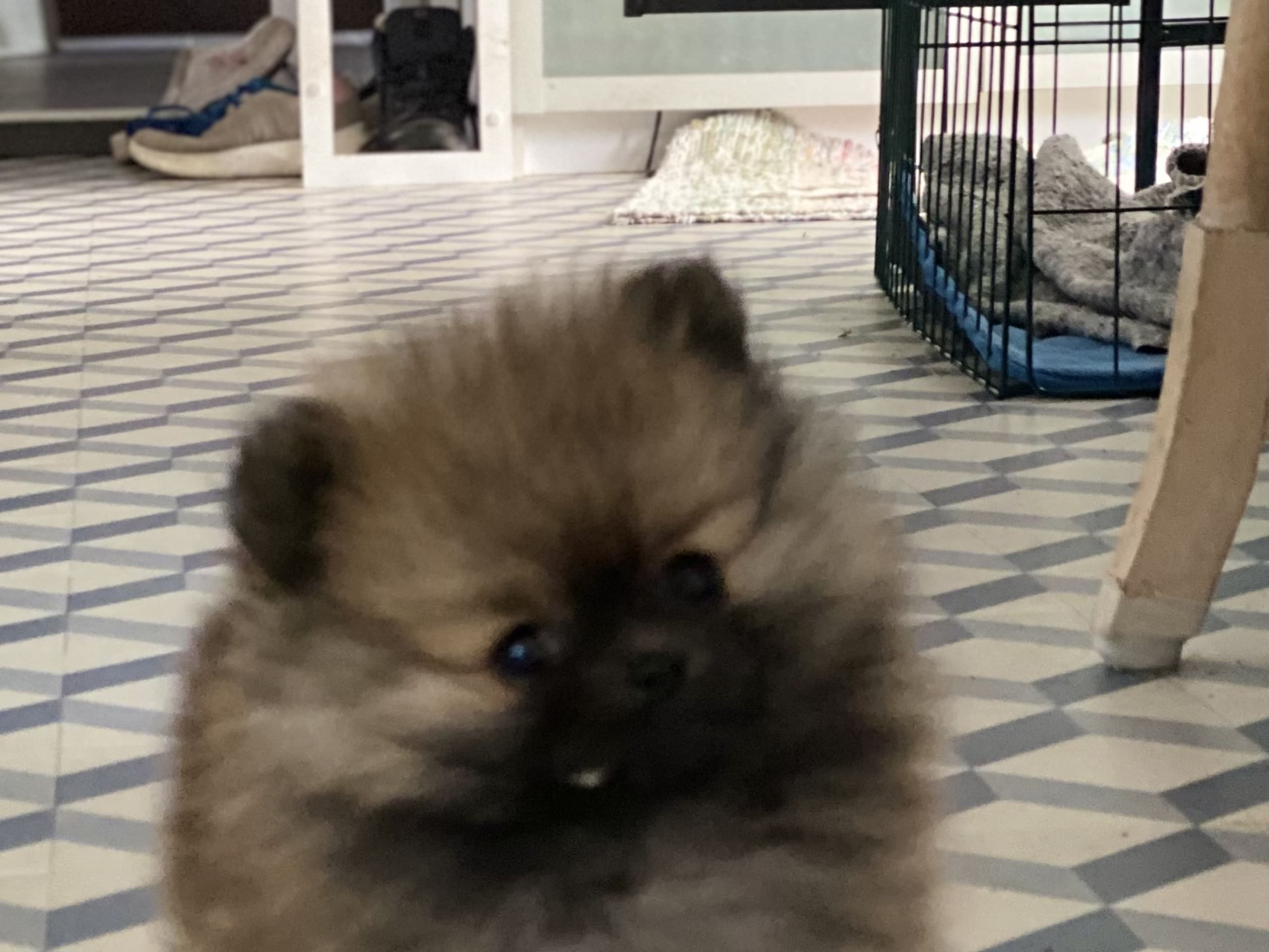 Puppy: China garden looking happy