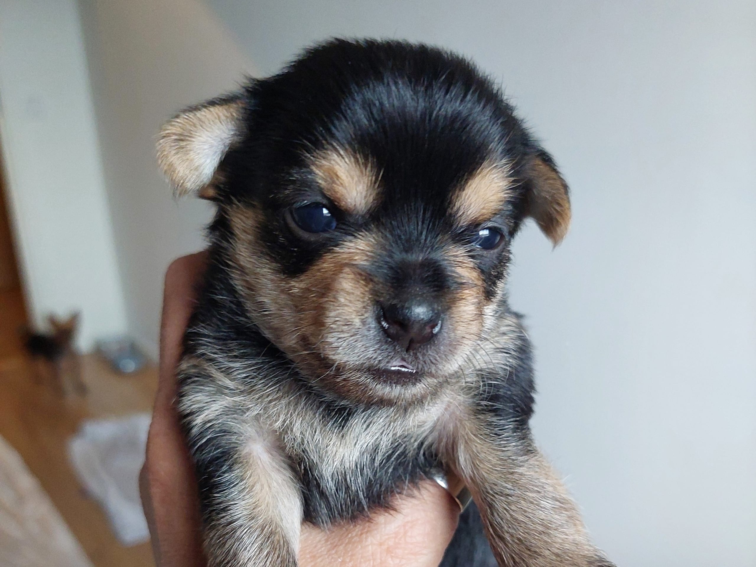 Puppy: Hane 1 Pepsi