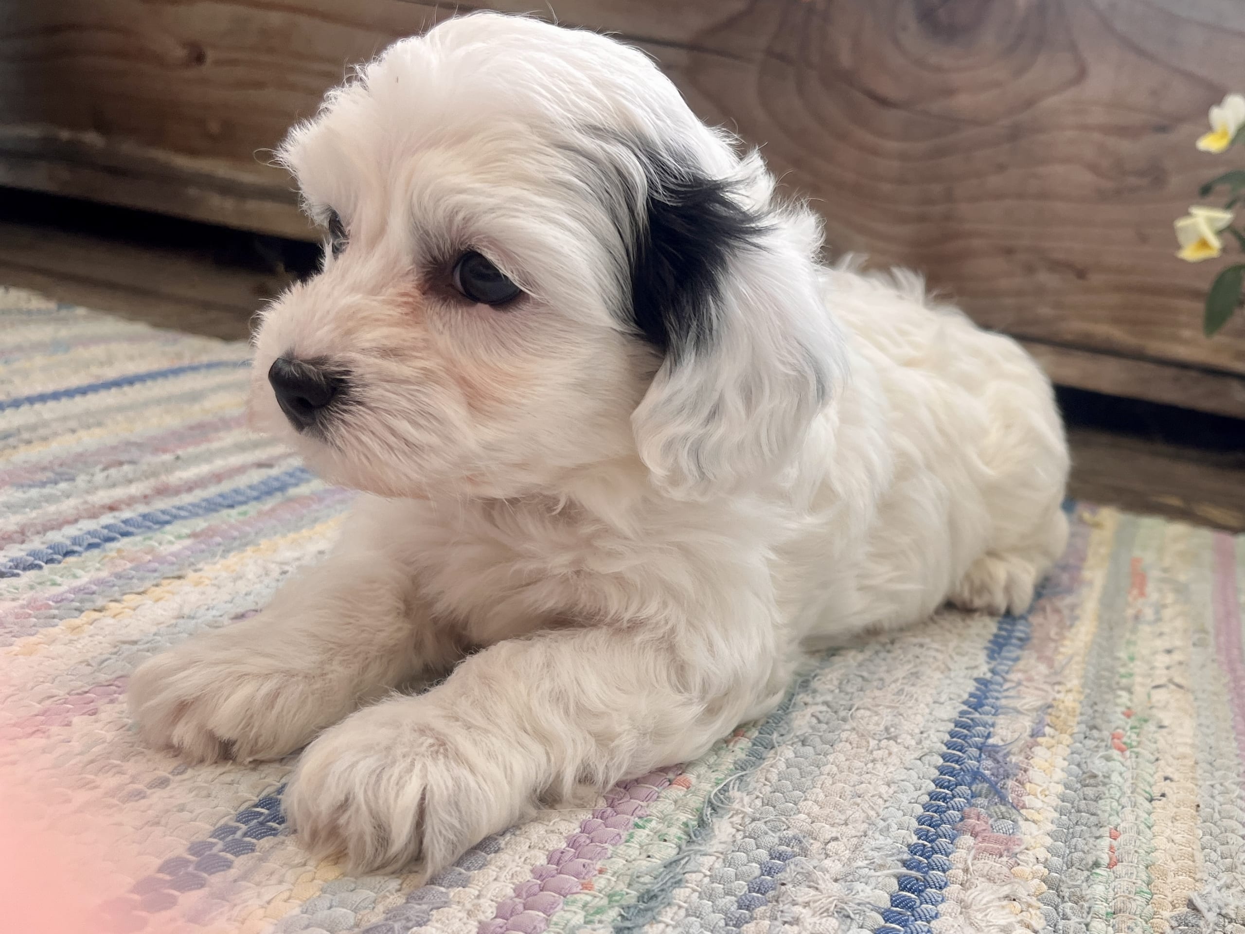 Puppy: Tik 3