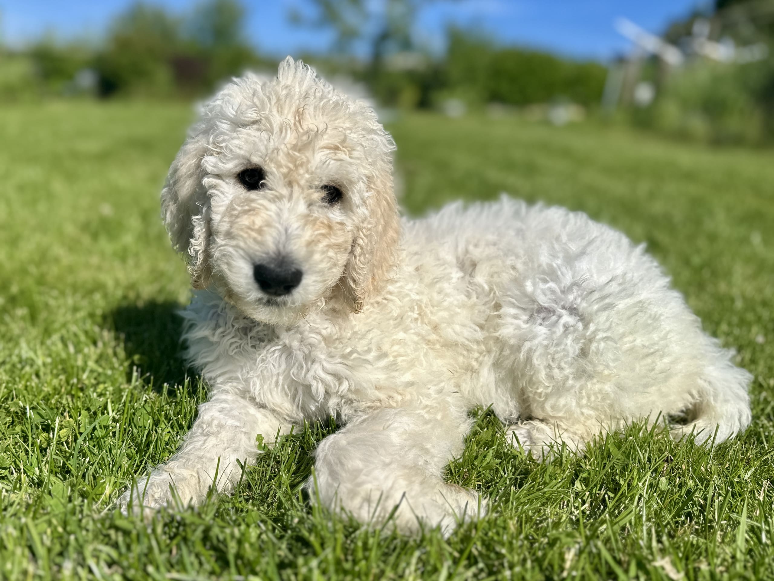 Puppy: Hane blått halsband