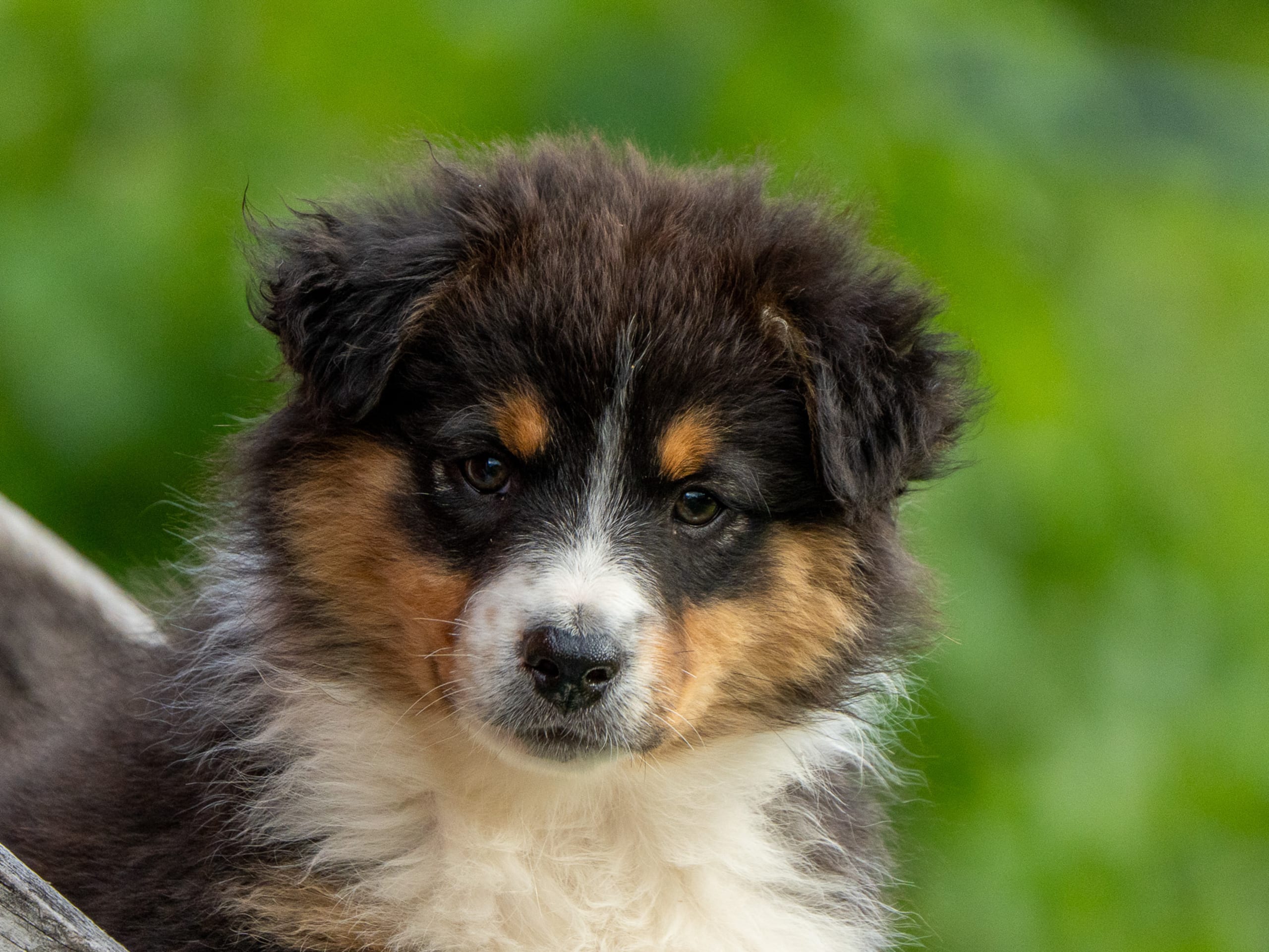 Puppy: Unik