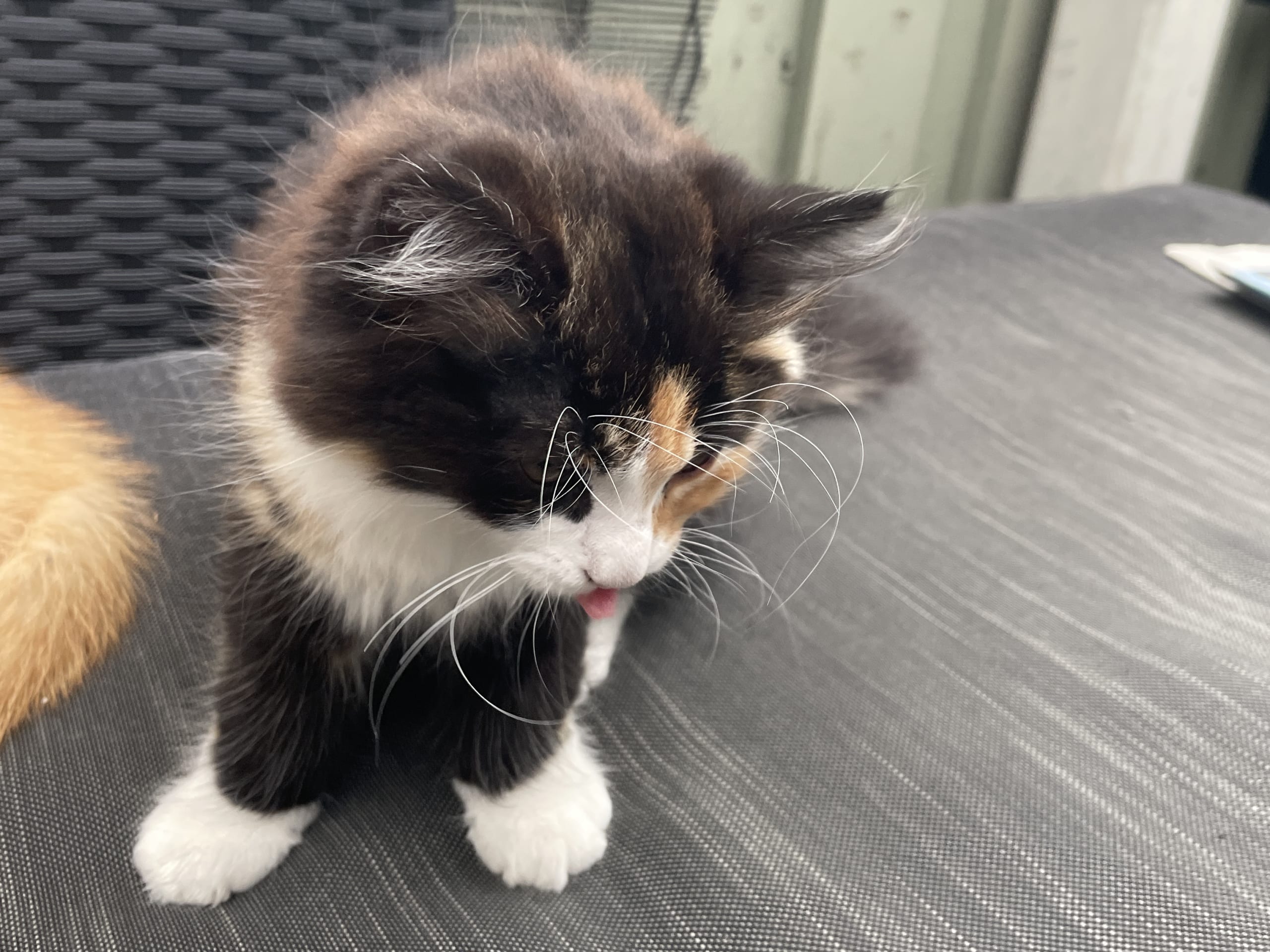 kattunge: Hona 2
