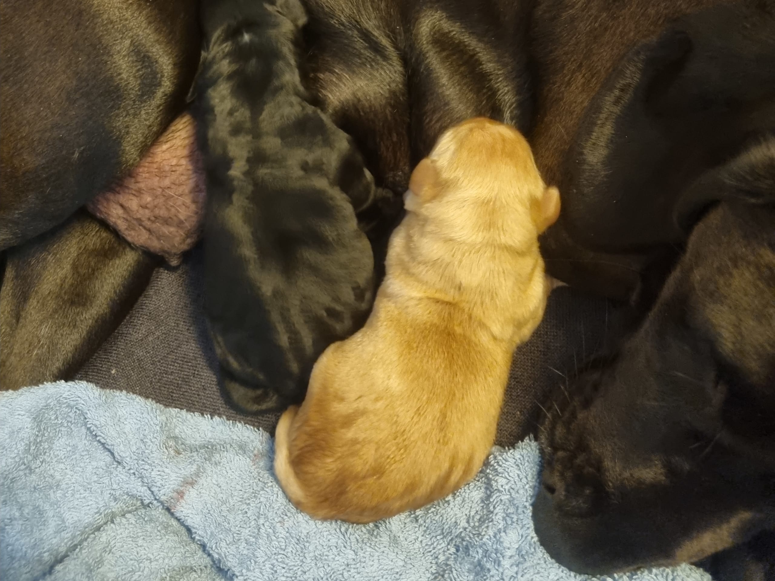 Puppy: Hane 1
