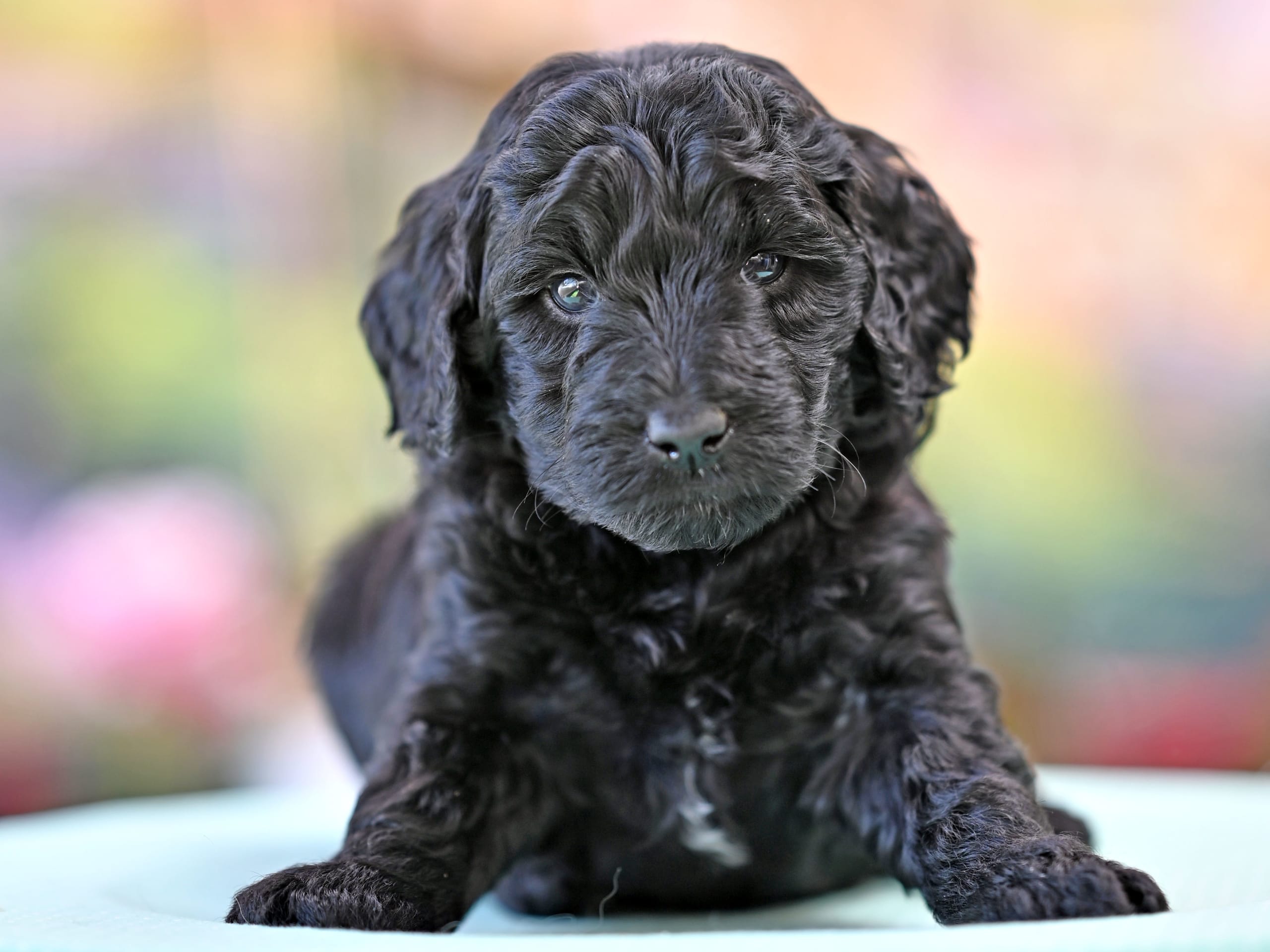 Puppy: Päron Tingad